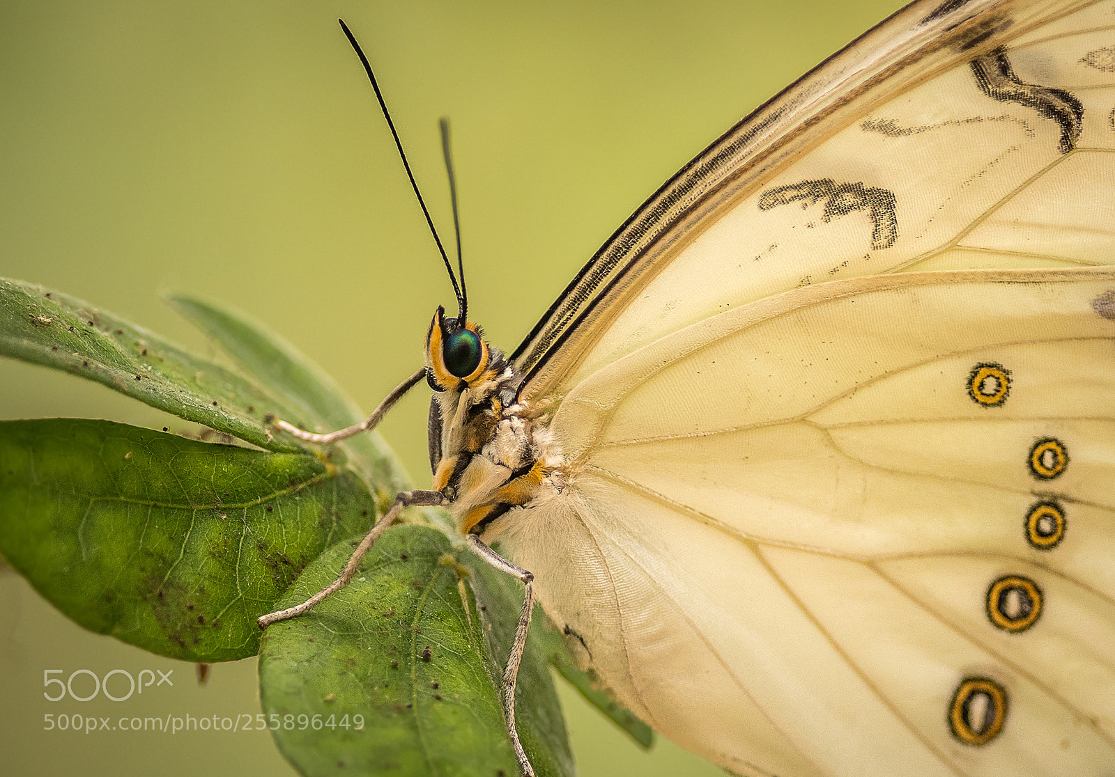 Nikon D500 sample photo. White morpho photography