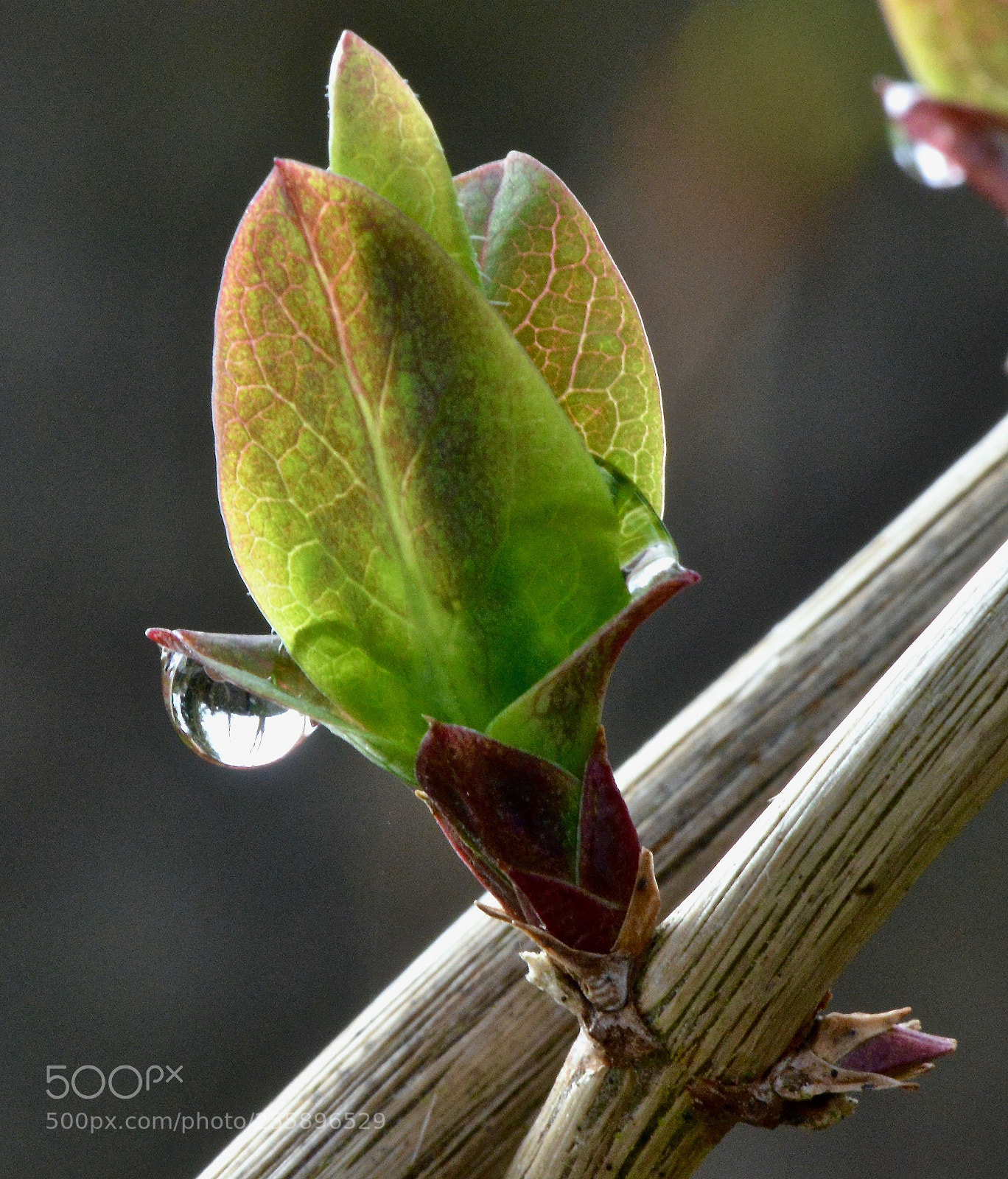Nikon D800 sample photo. After the rain photography