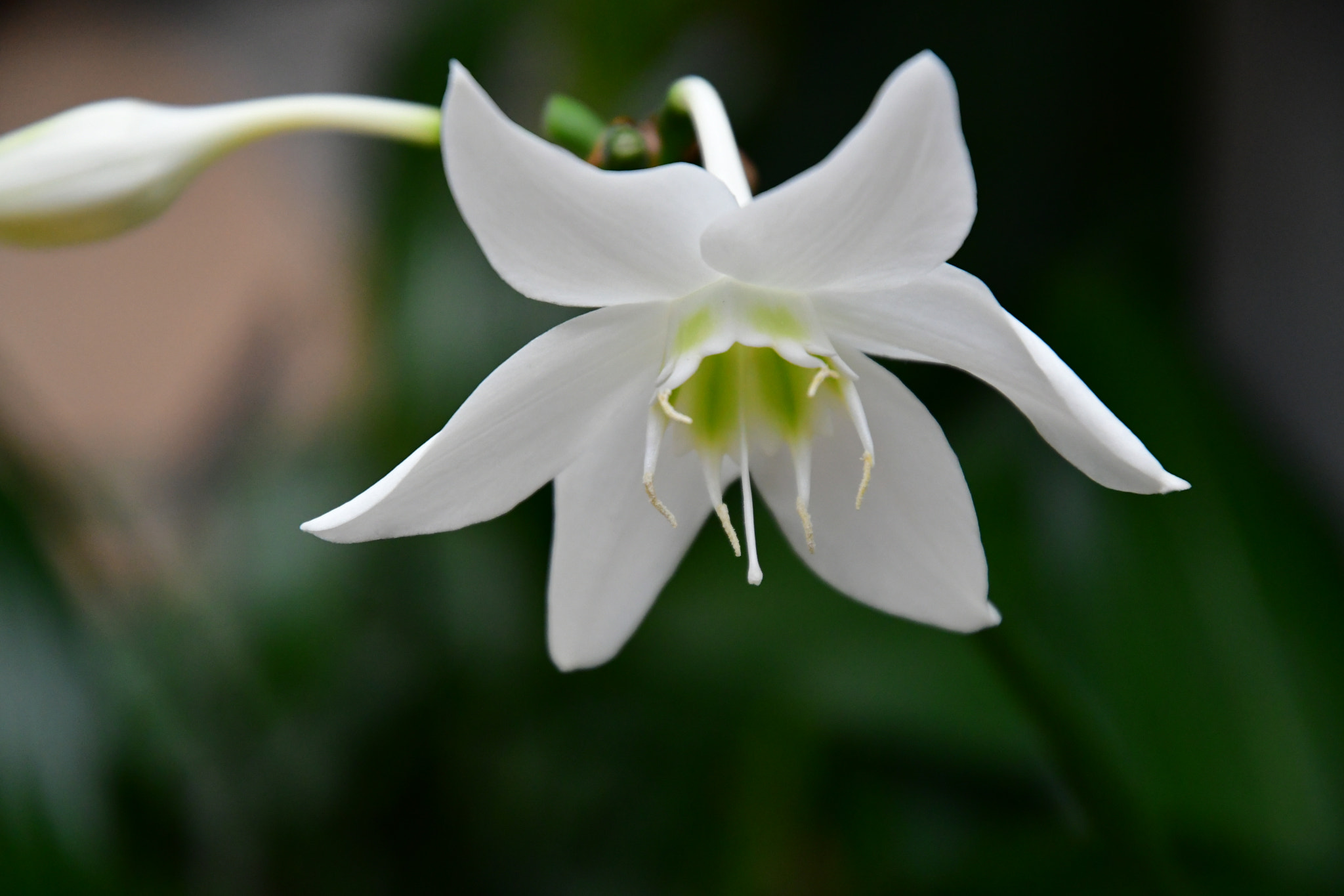 Nikon D7500 sample photo. White flower photography