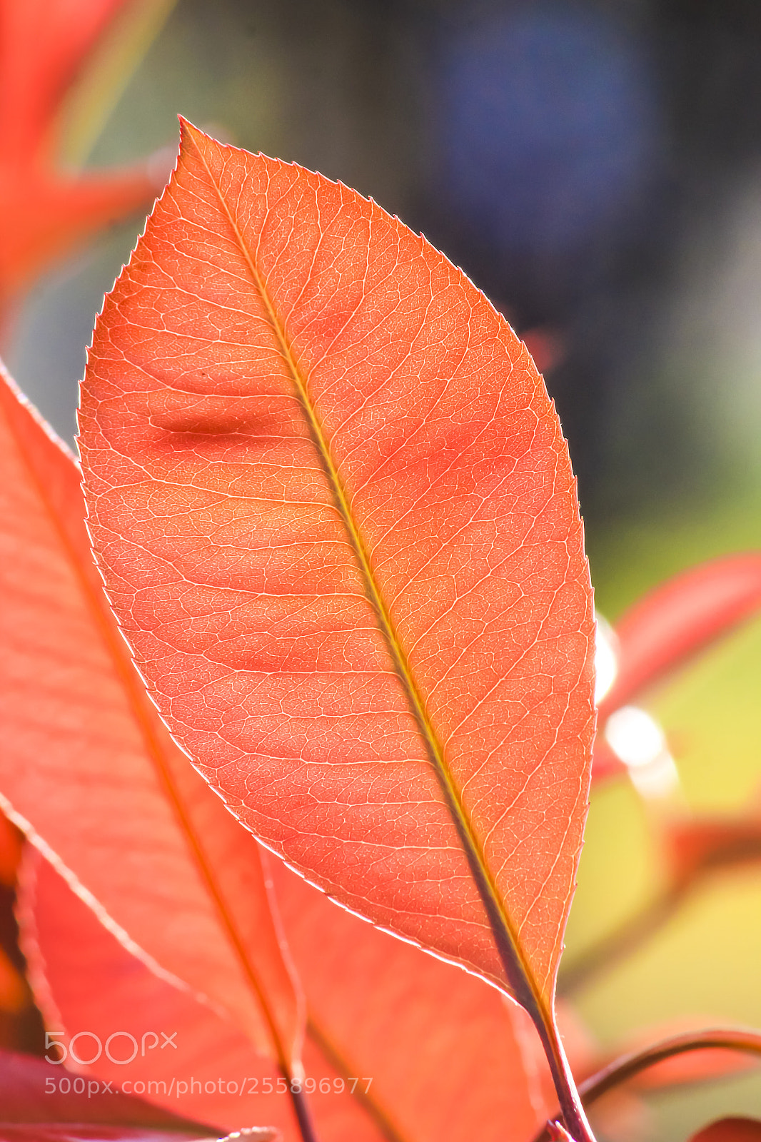 Canon EOS 600D (Rebel EOS T3i / EOS Kiss X5) sample photo. Lighting leaf photography