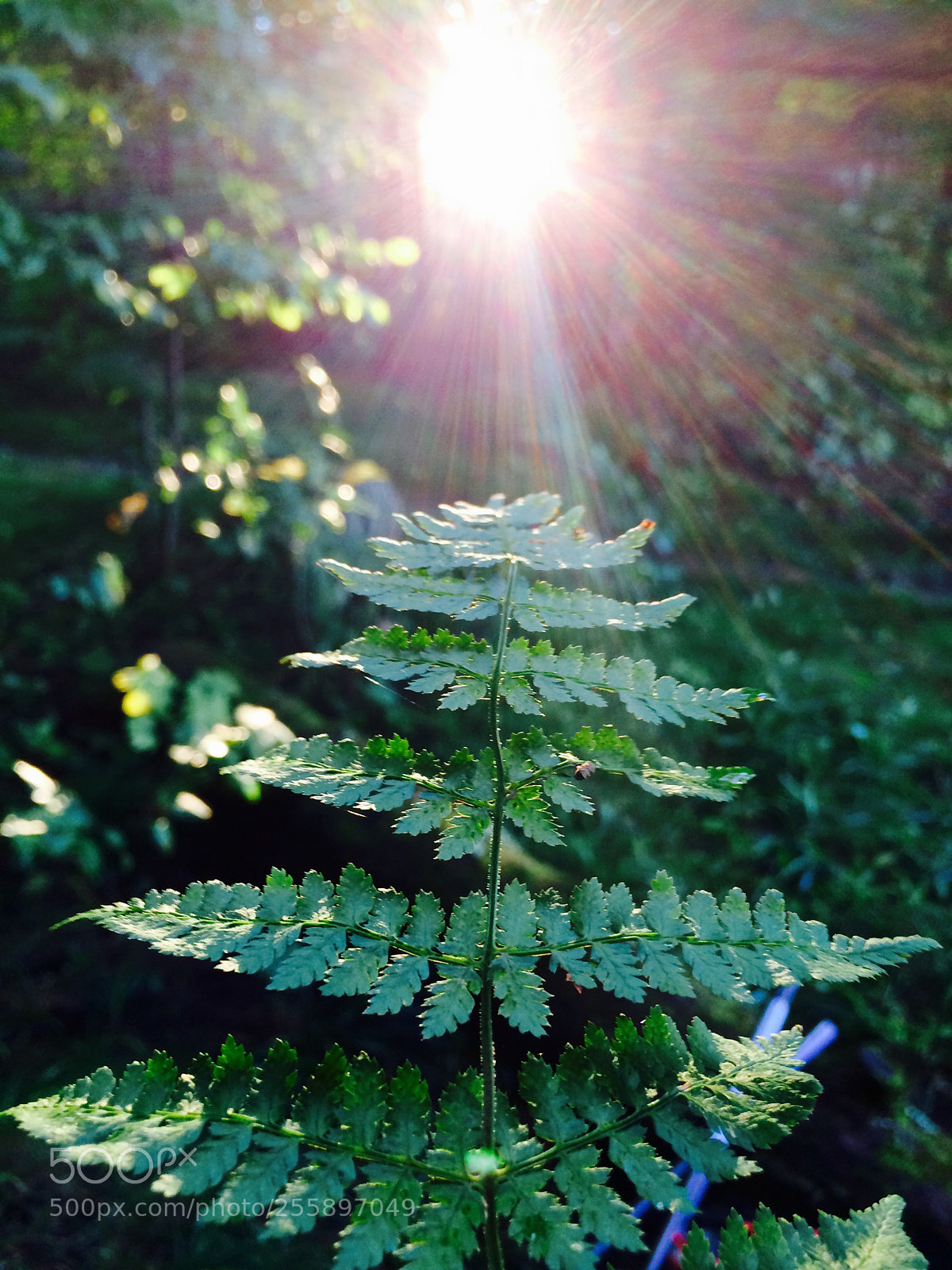 Apple iPhone 5s sample photo. Untitled photography