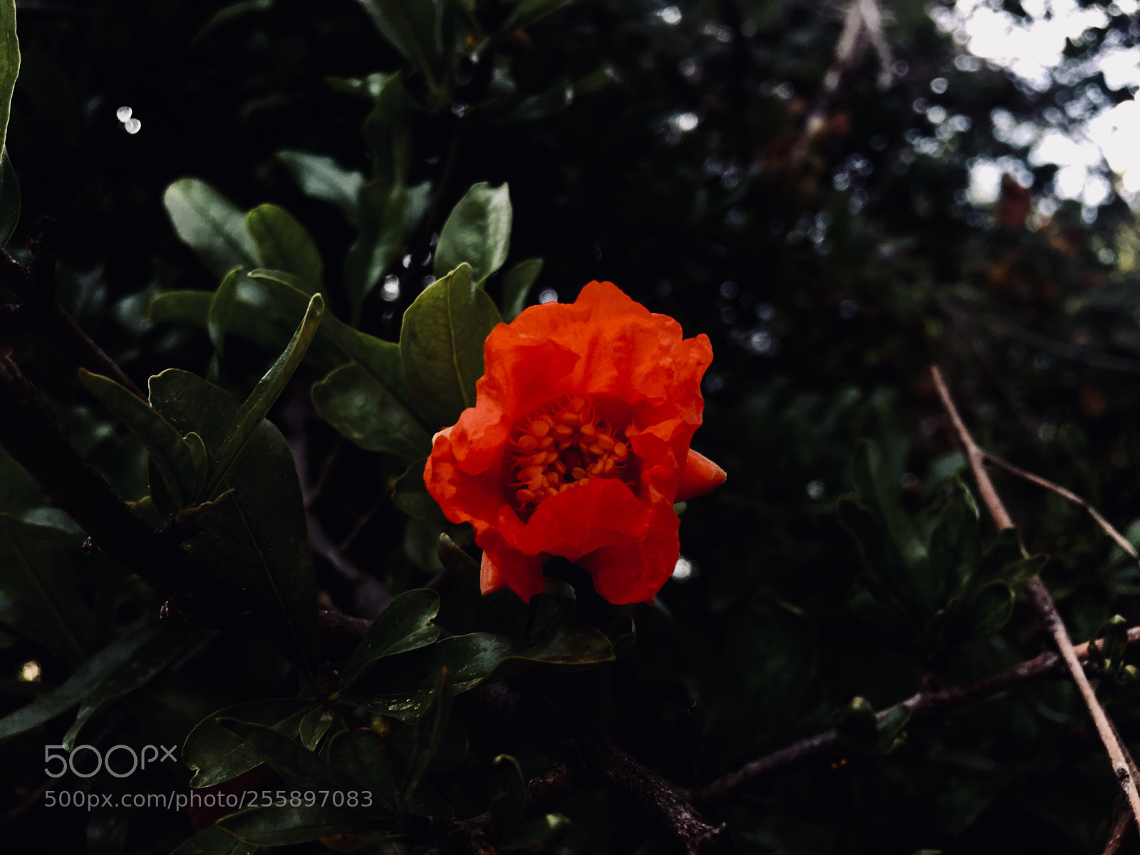 Apple iPhone 6s sample photo. Untitled photography