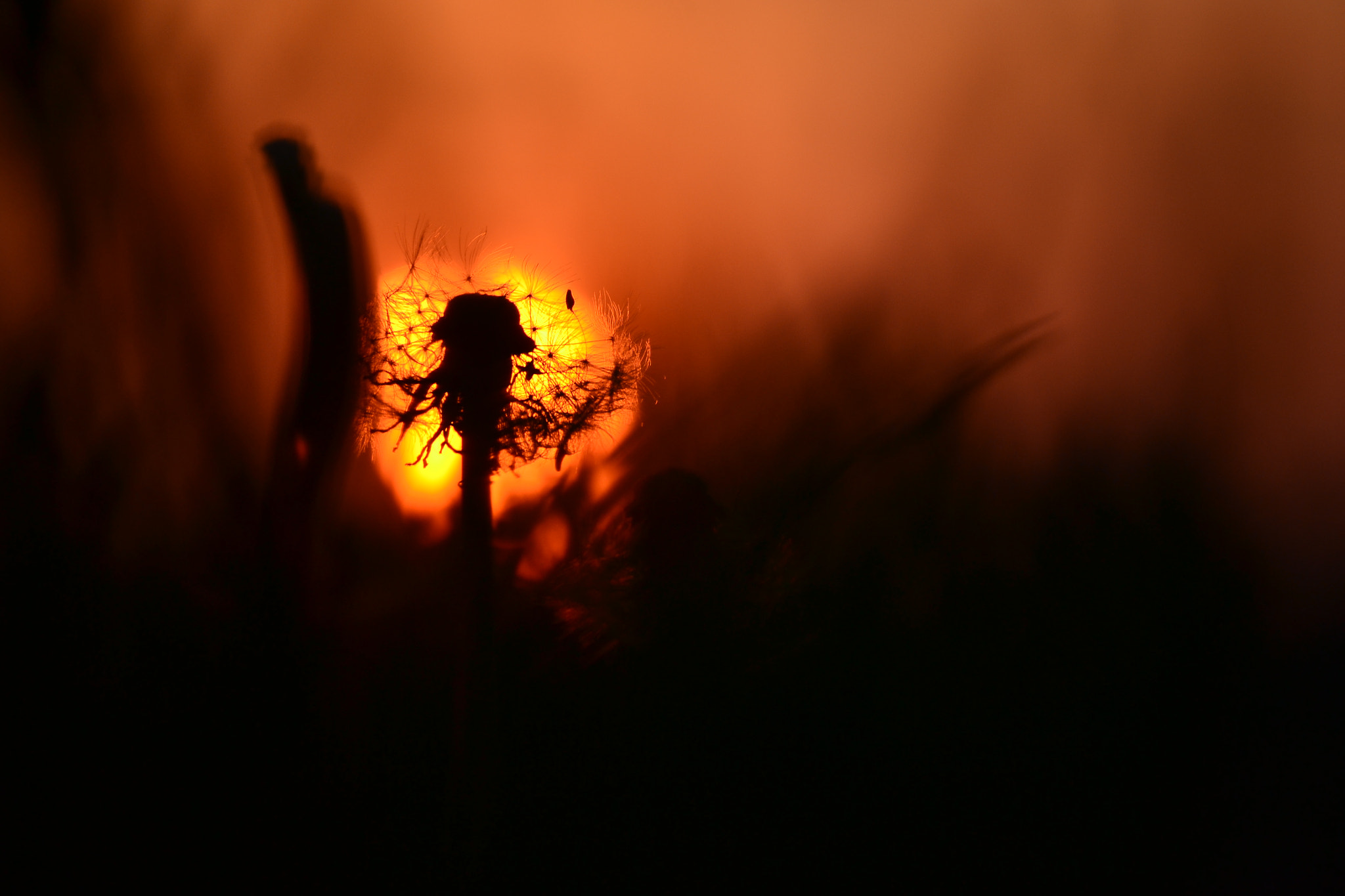 Nikon D3100 sample photo. Dandelion photography