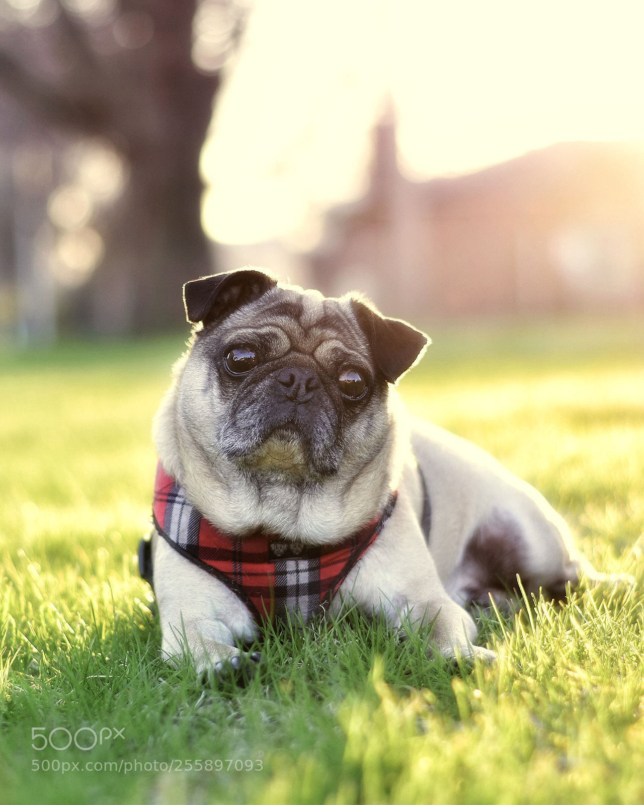 Nikon D5600 sample photo. Pug in the sun photography
