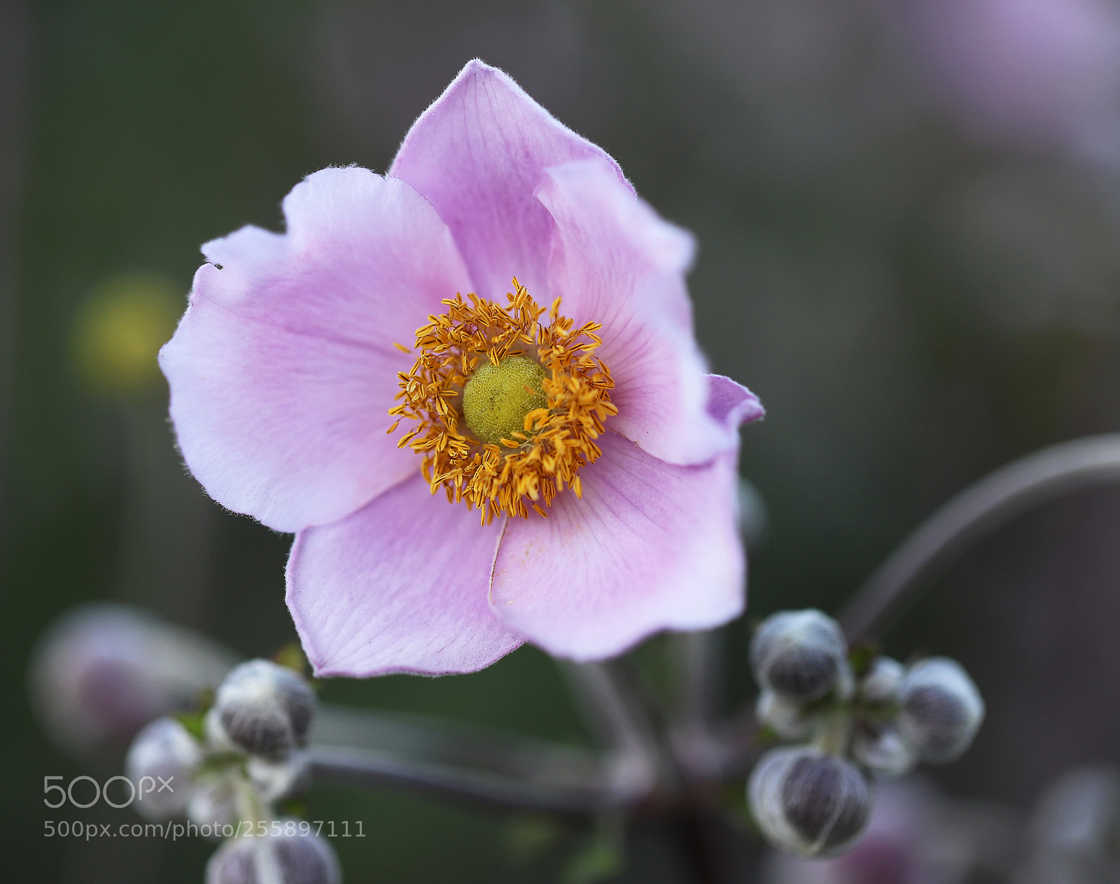 Canon EOS 6D Mark II sample photo. Japanese anemones photography