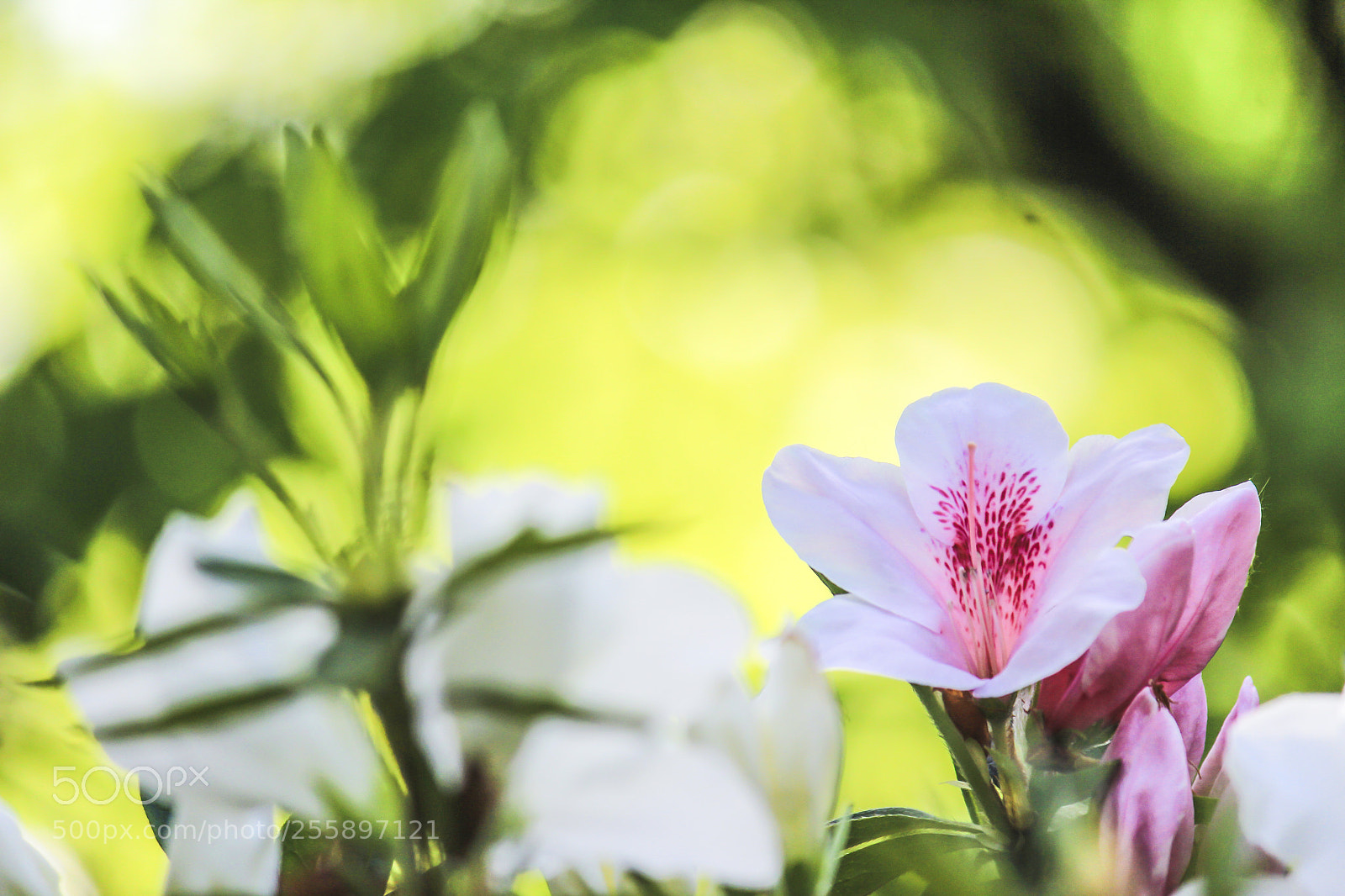 Canon EOS 600D (Rebel EOS T3i / EOS Kiss X5) sample photo. Xxx flower... photography