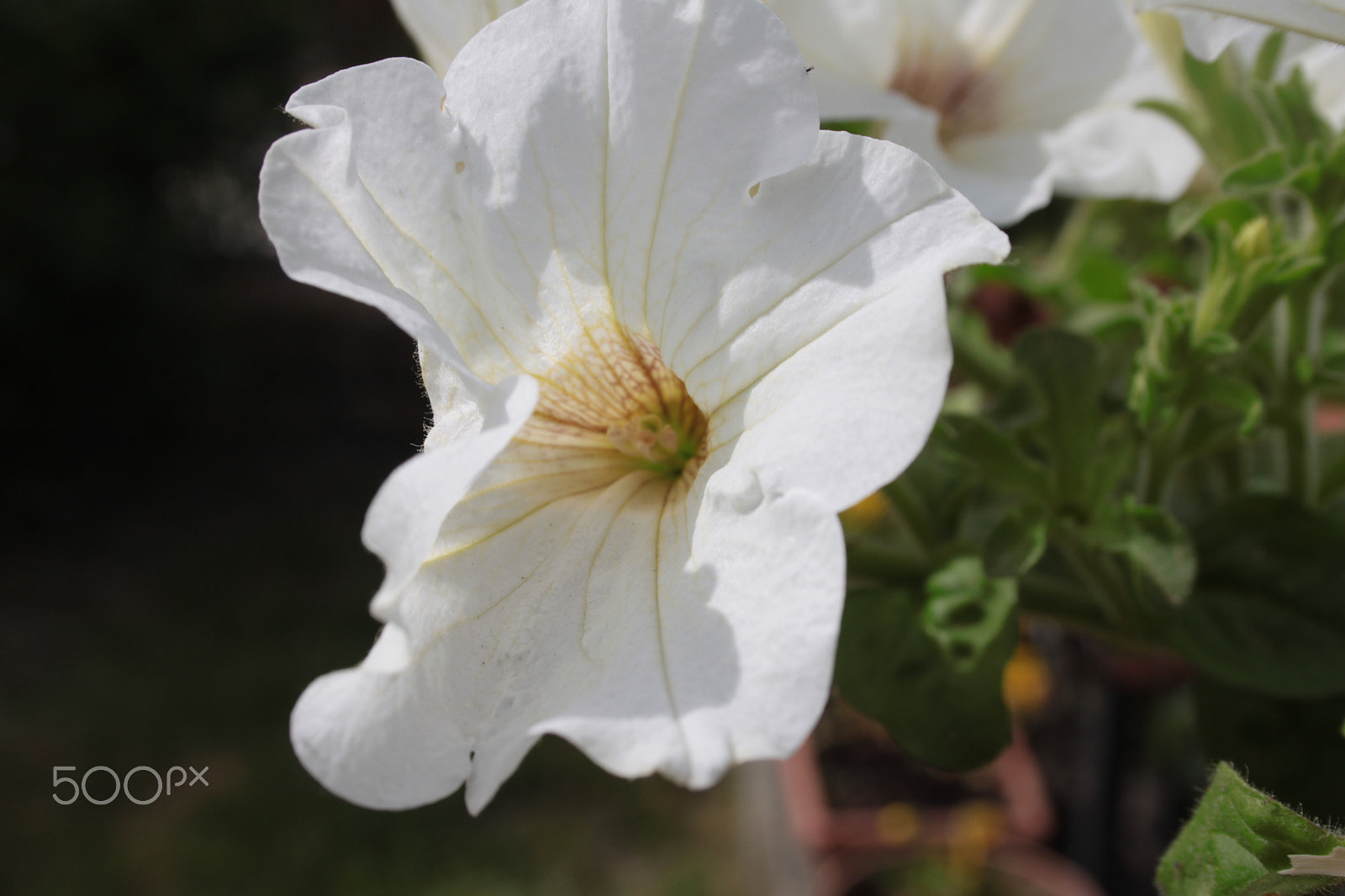 Canon EF-S 18-55mm F3.5-5.6 II sample photo. White flower photography