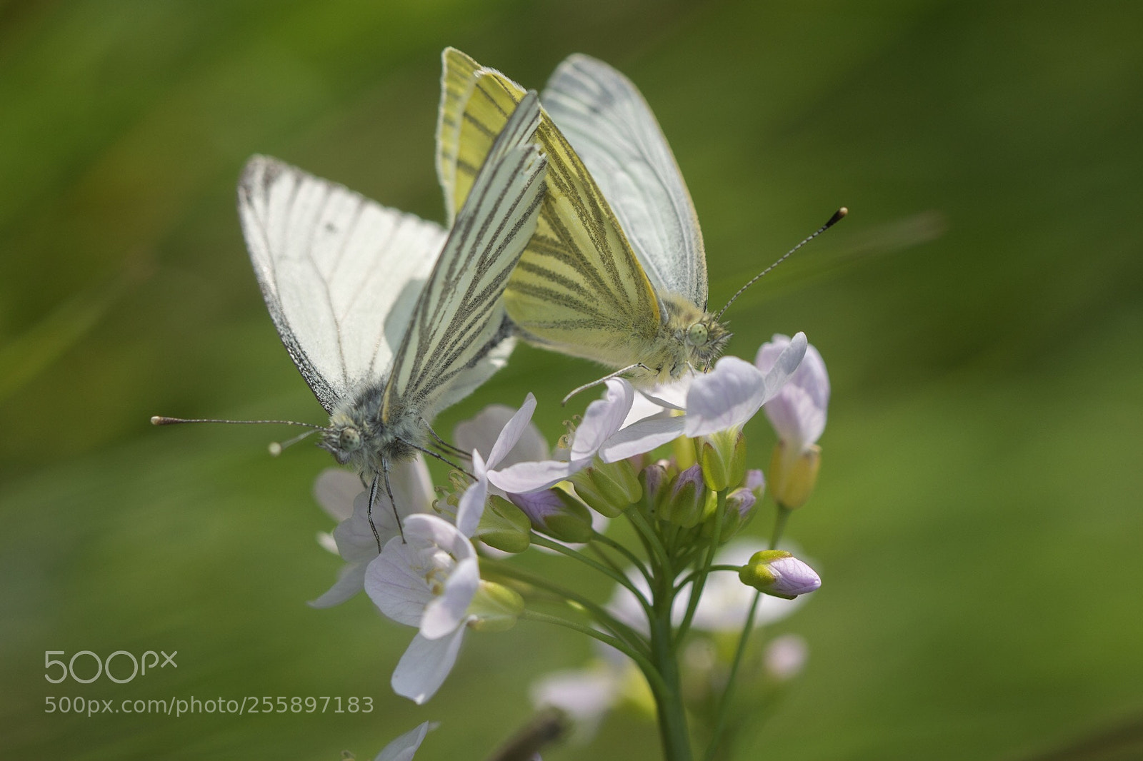Nikon D7200 sample photo. Green veined love photography