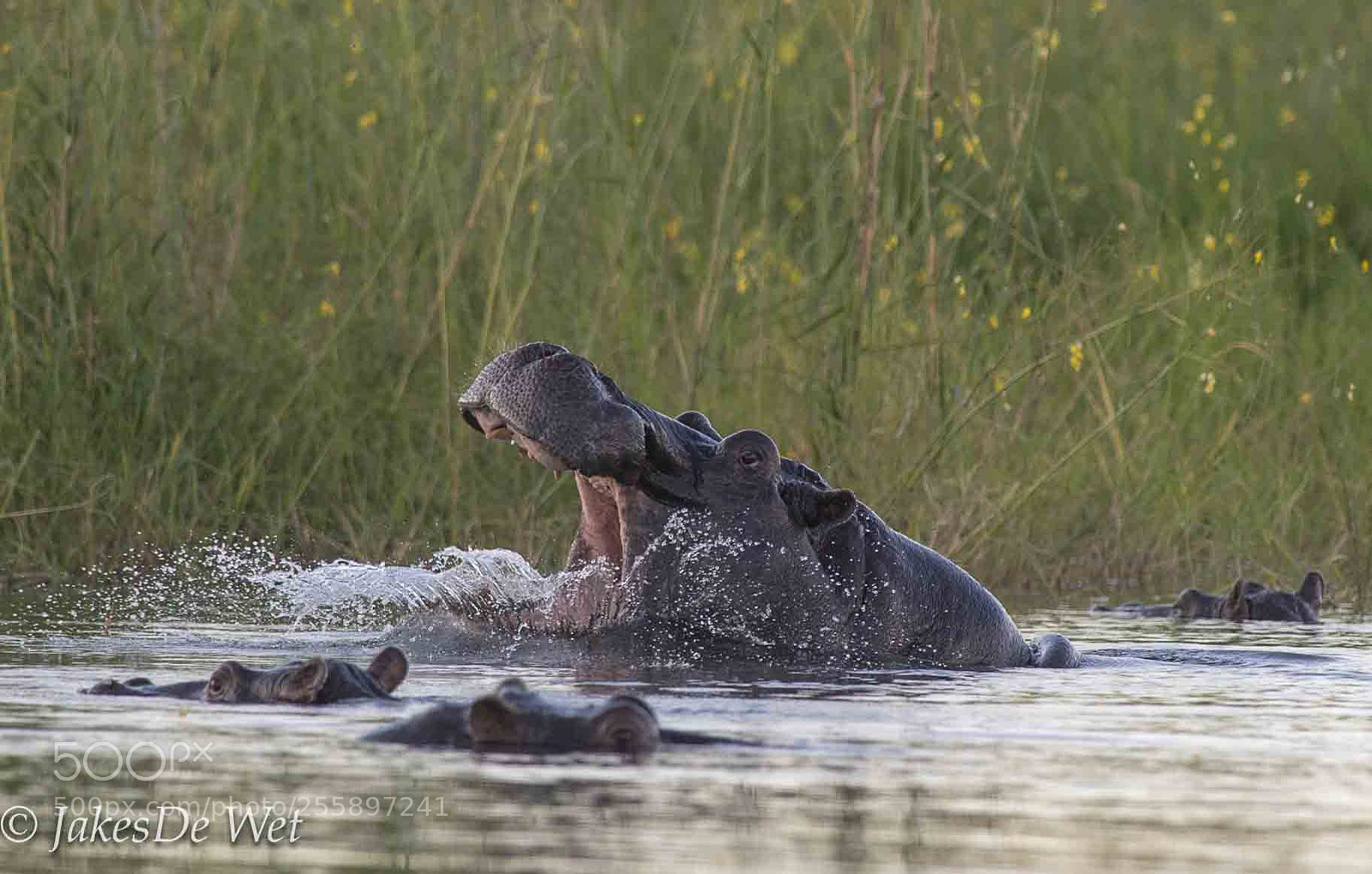 Nikon D5 sample photo. Hippo agro photography