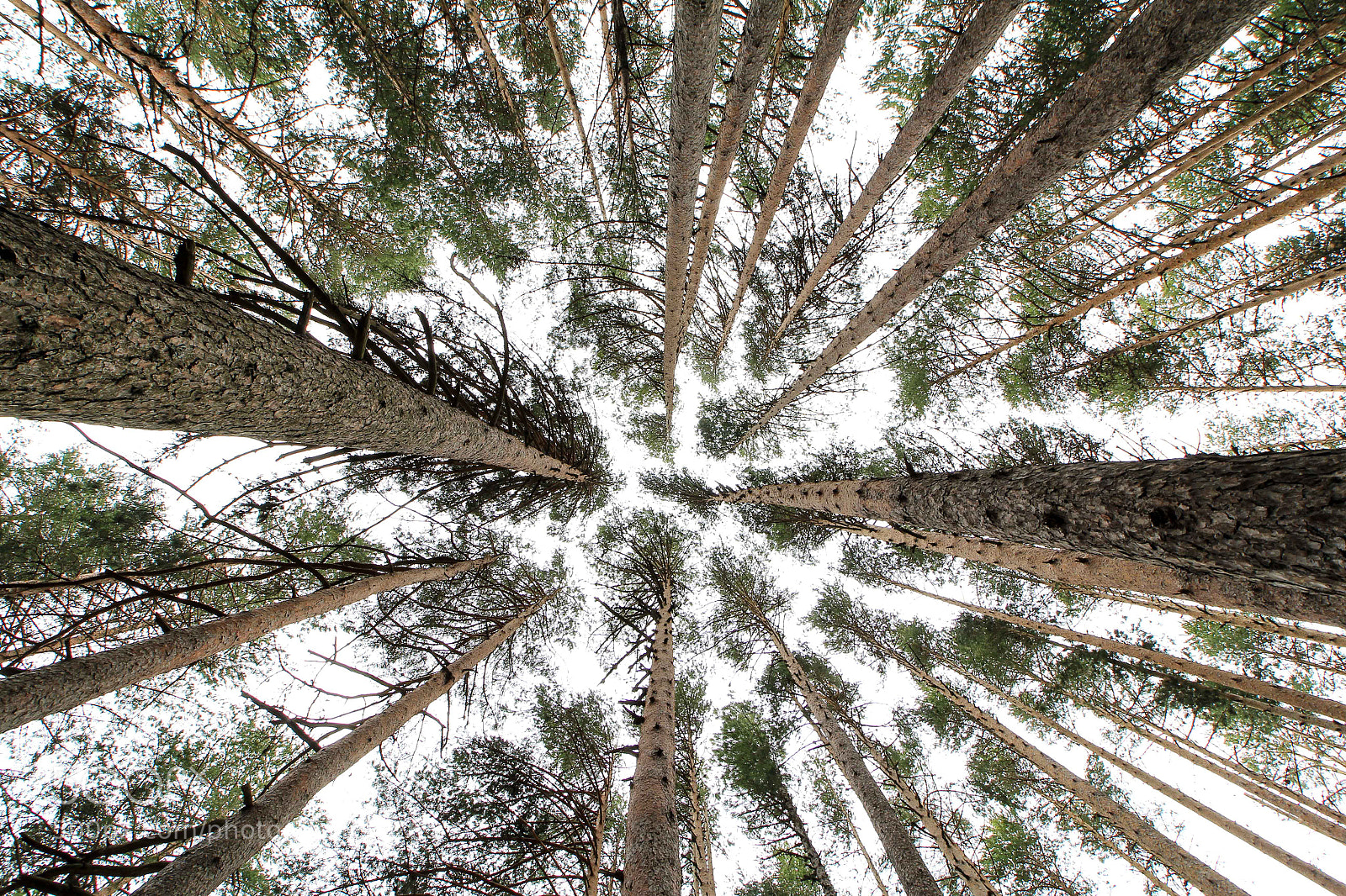 Canon EOS 60D sample photo. Trees photography