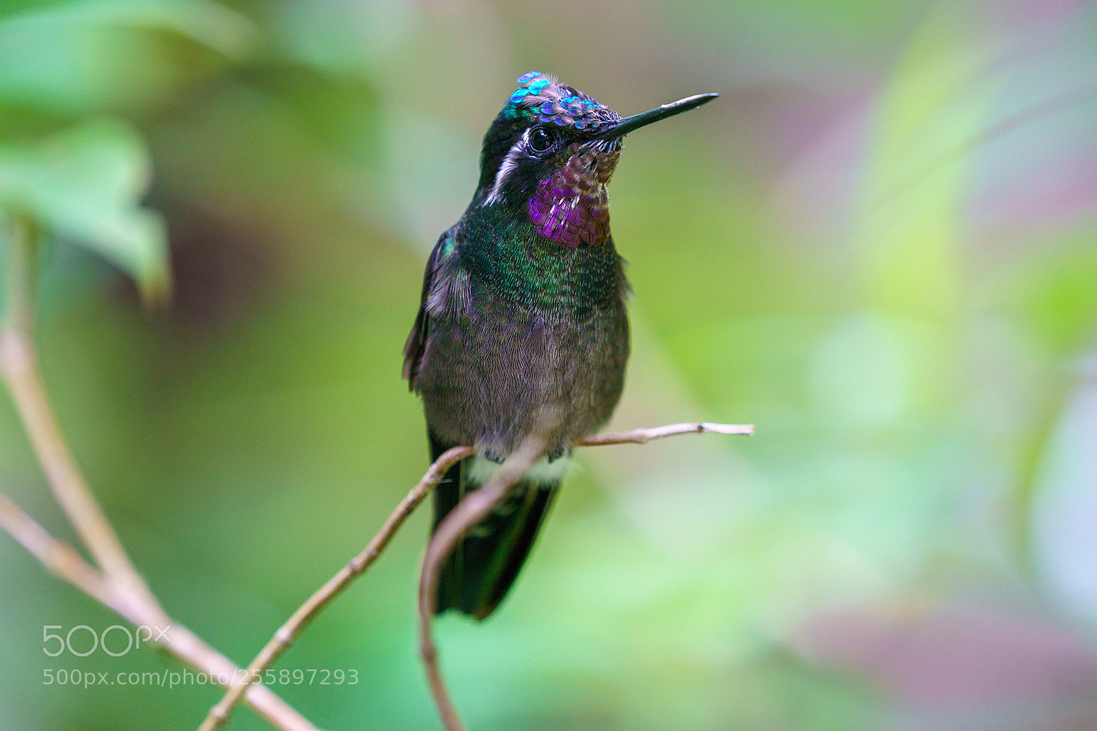 Sony a9 sample photo. Humingbird in monteverde photography