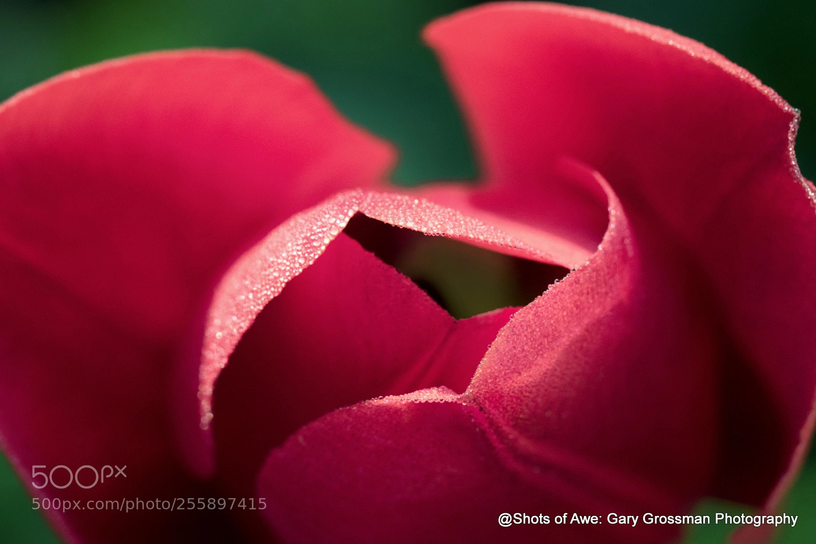 Canon EOS 7D Mark II sample photo. Tulip dewdrops photography