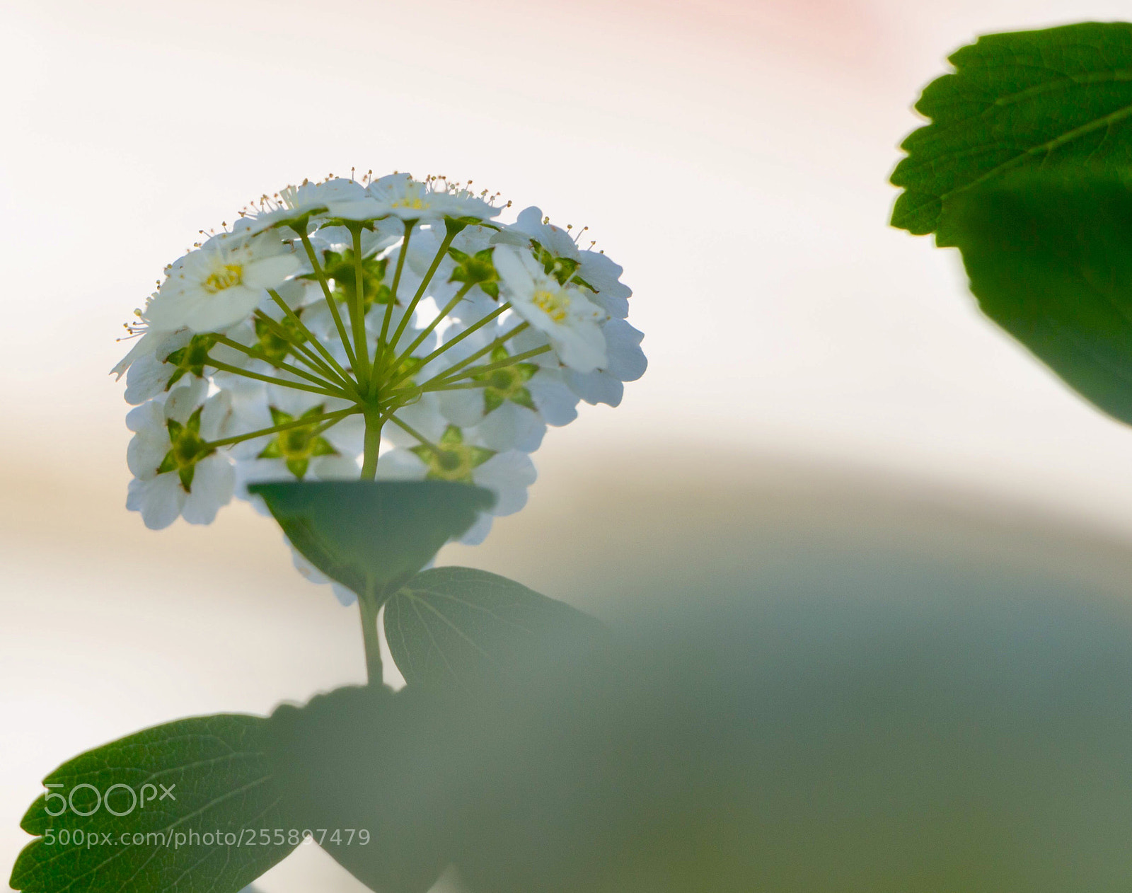 Canon EOS 700D (EOS Rebel T5i / EOS Kiss X7i) sample photo. Green and white  photography