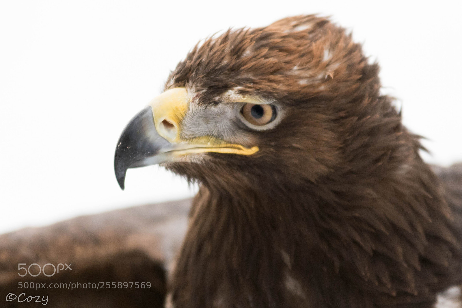 Canon EOS 7D Mark II sample photo. Eye of the hunter photography