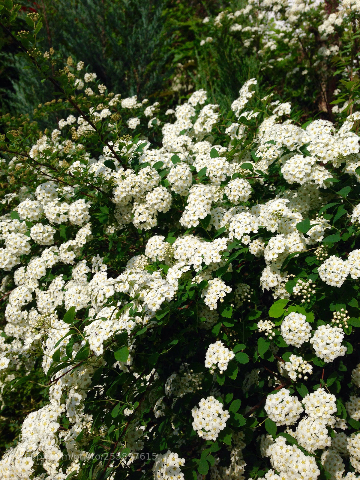 Apple iPhone 5 sample photo. Spirea sp. photography