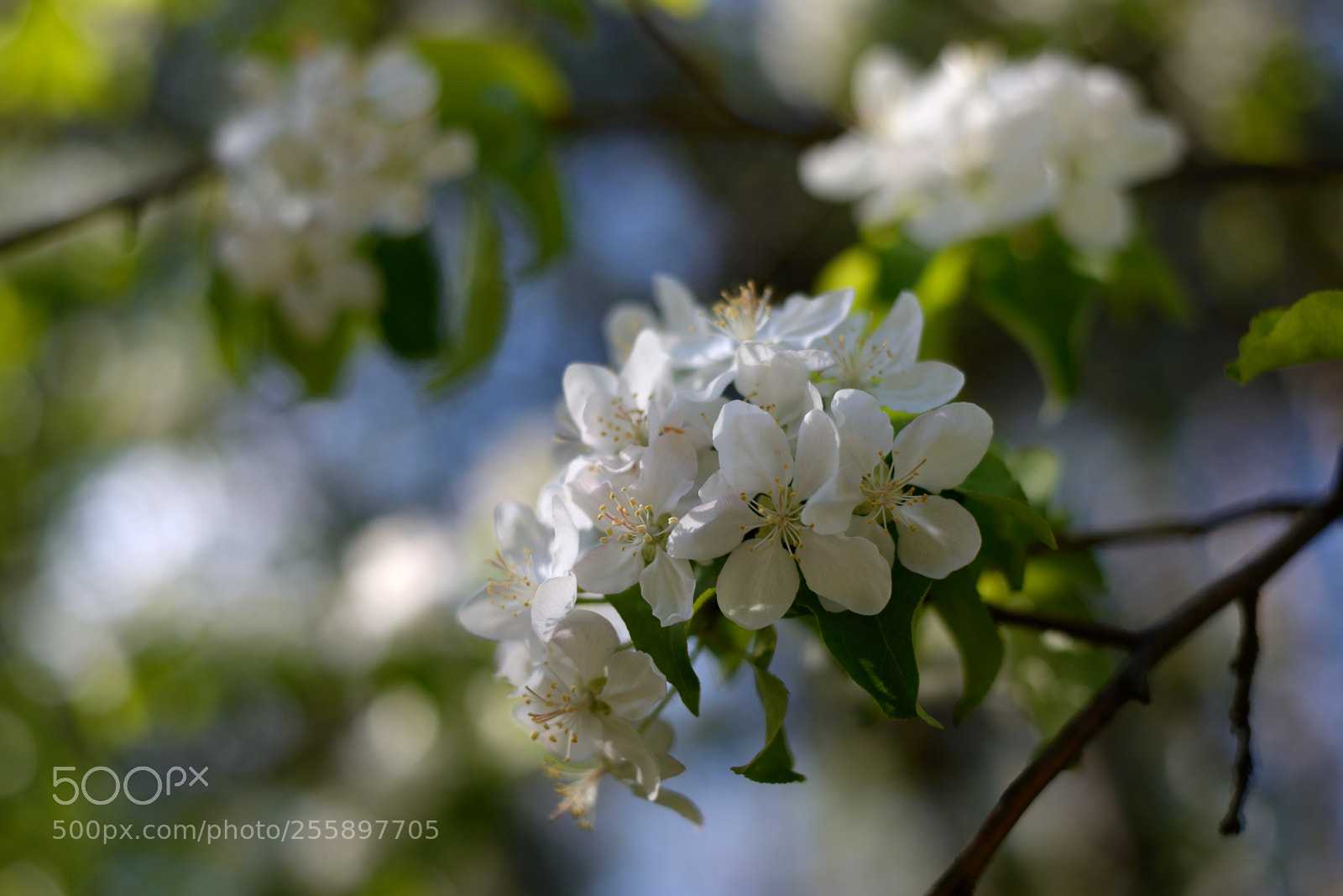 Nikon D610 sample photo. *** photography