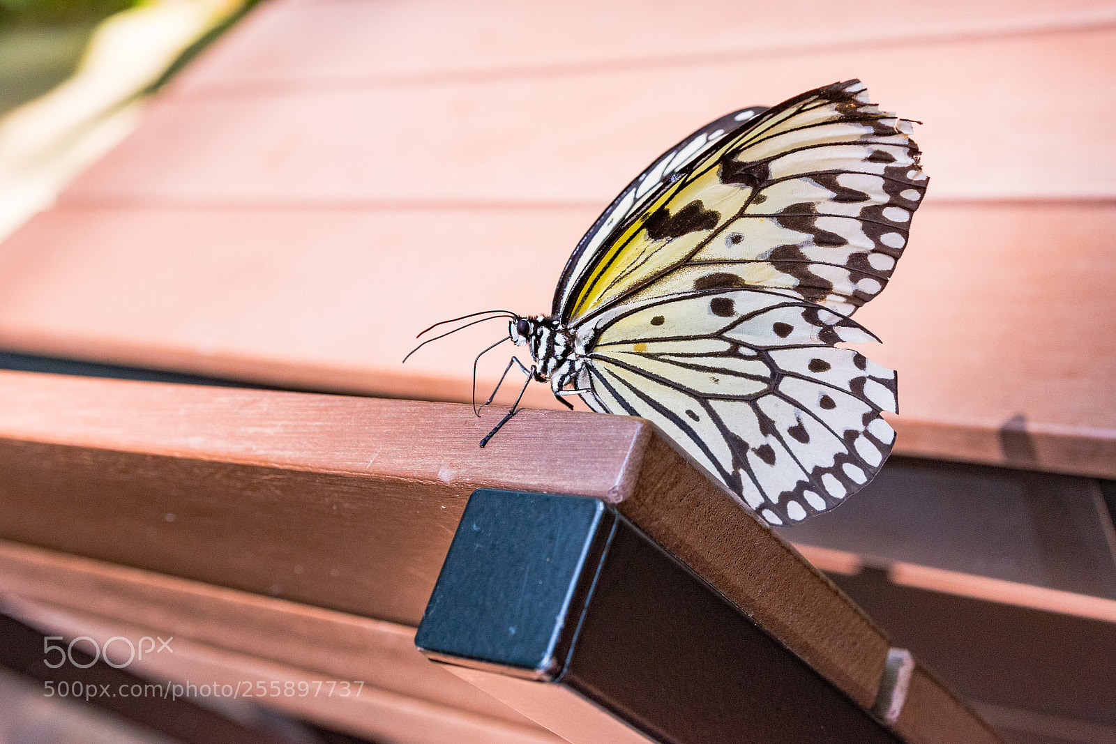 Nikon D5500 sample photo. Butterfly study time photography
