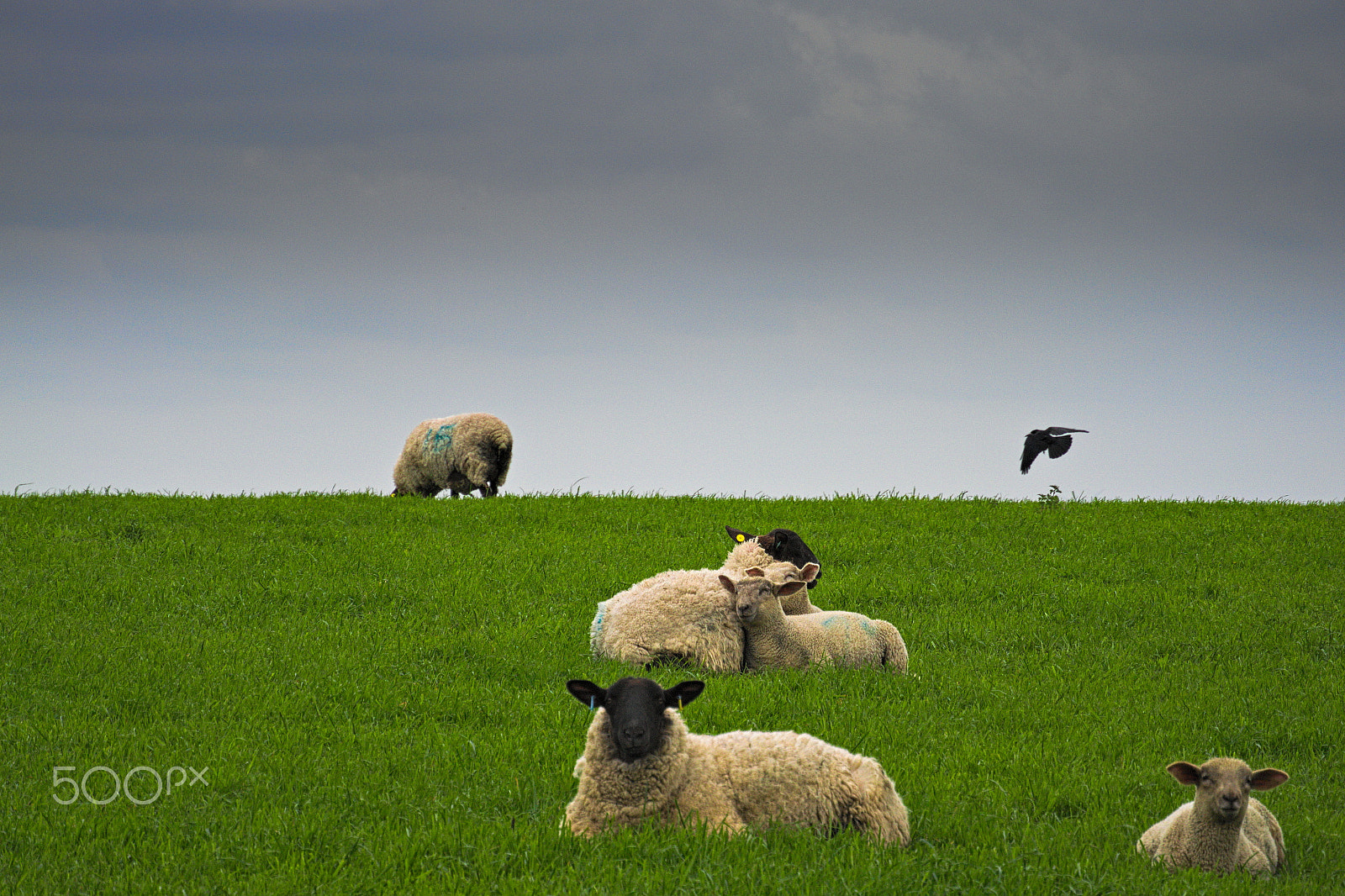 Nikon 1 V2 sample photo. Grazing sheep with lambs and crow photography