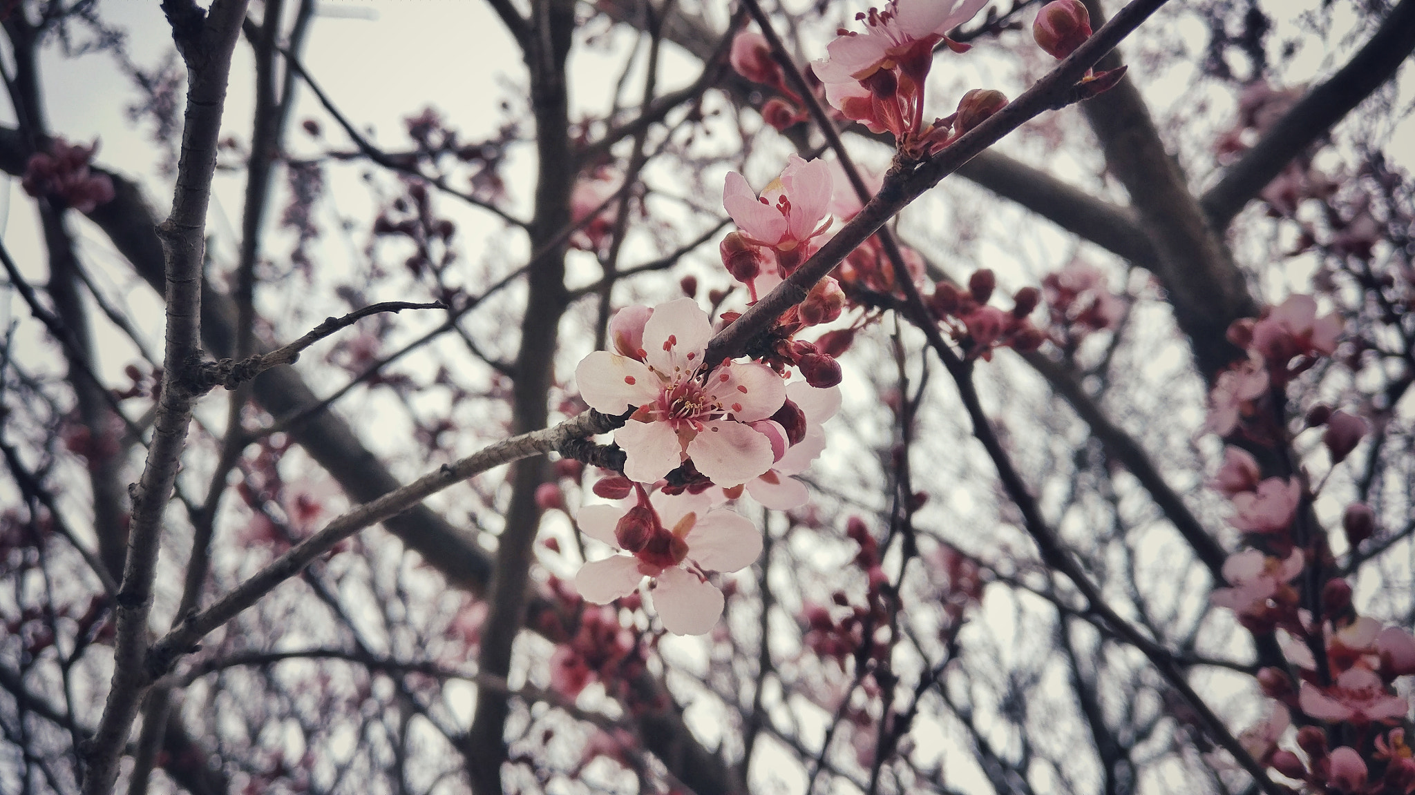 OnePlus A3000 sample photo. Memory of spring photography