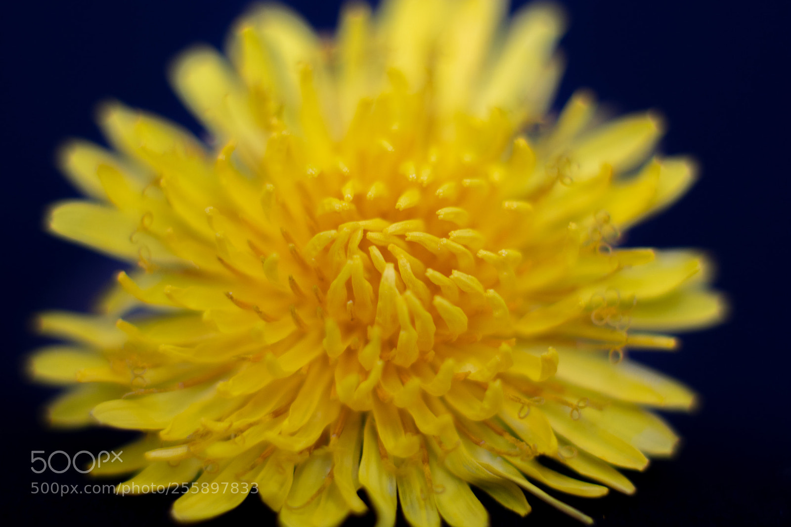 Nikon D7100 sample photo. Dandelion.2-soft single photography