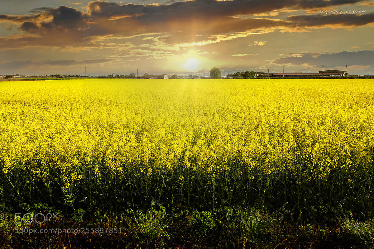 Nikon D7200 sample photo. A sea of ​​yellow photography