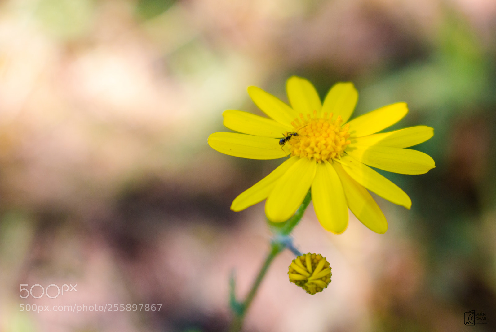 Canon EOS 70D sample photo. Ant on the flower photography
