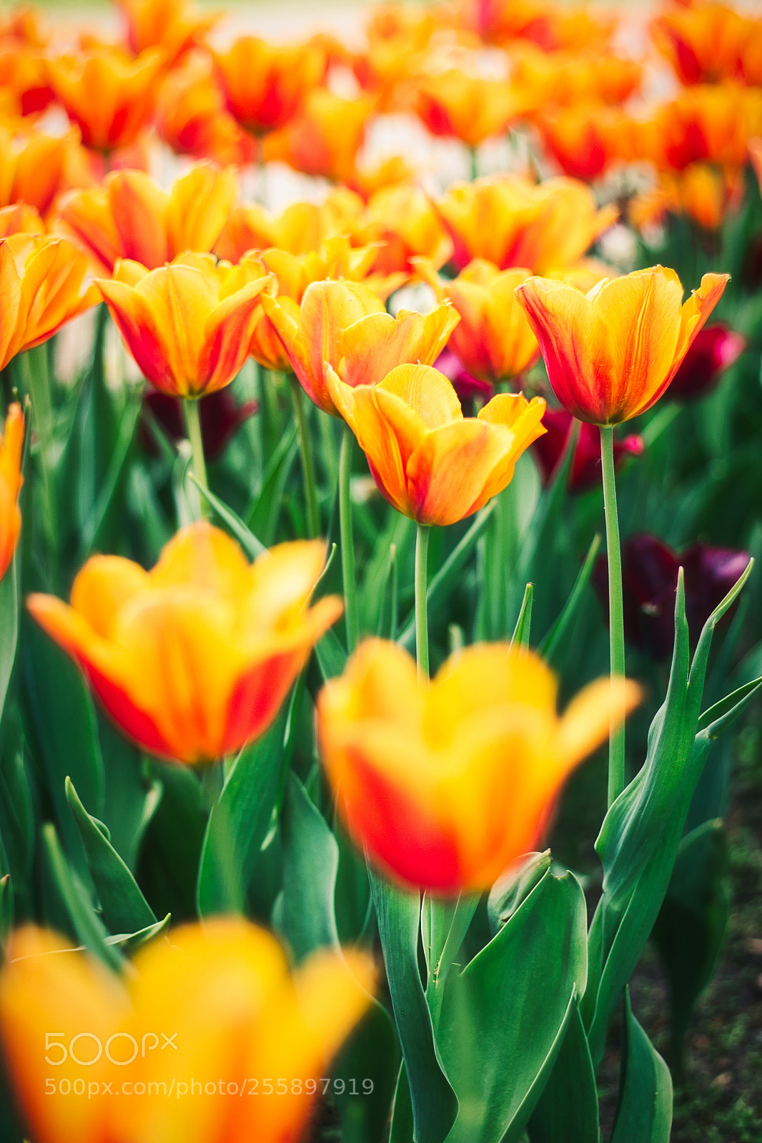 Canon EOS 600D (Rebel EOS T3i / EOS Kiss X5) sample photo. Tulips photography