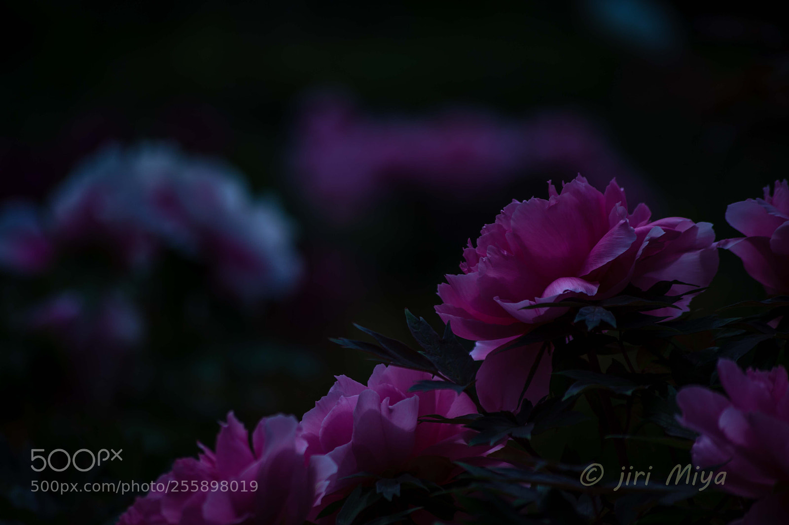 Canon EOS 5D Mark II sample photo. Looking back old days photography