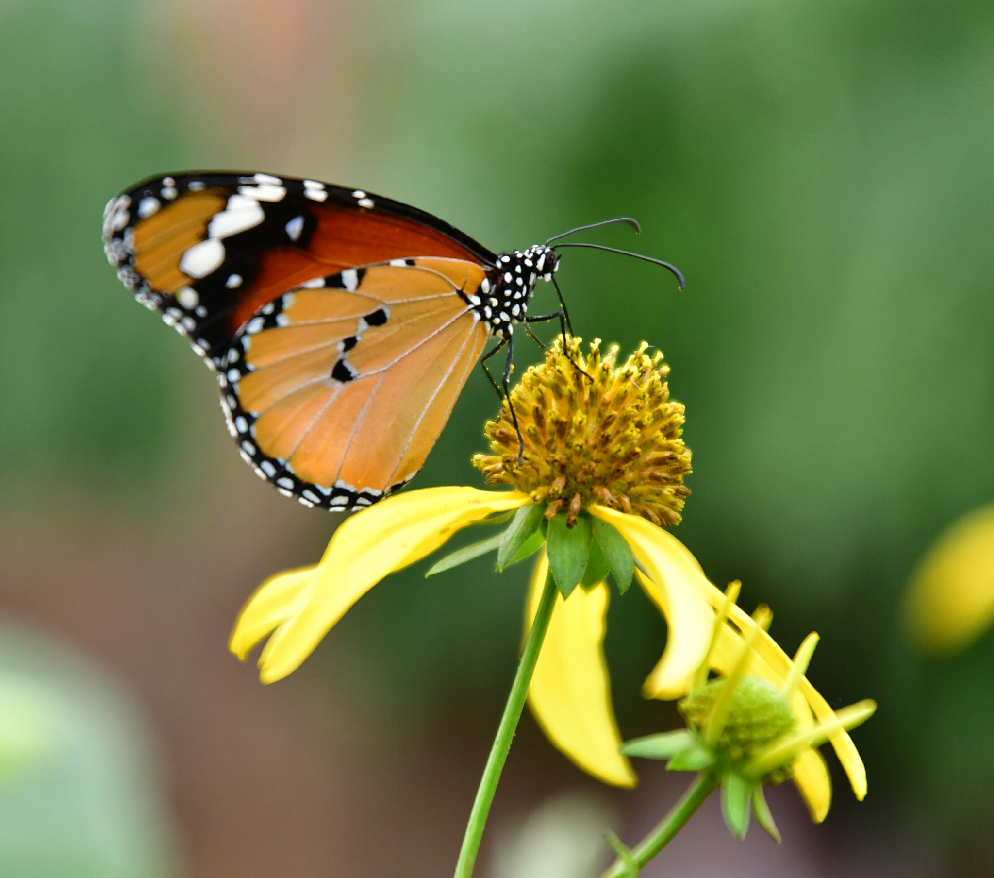 Nikon D7500 sample photo. Enjoy  photography