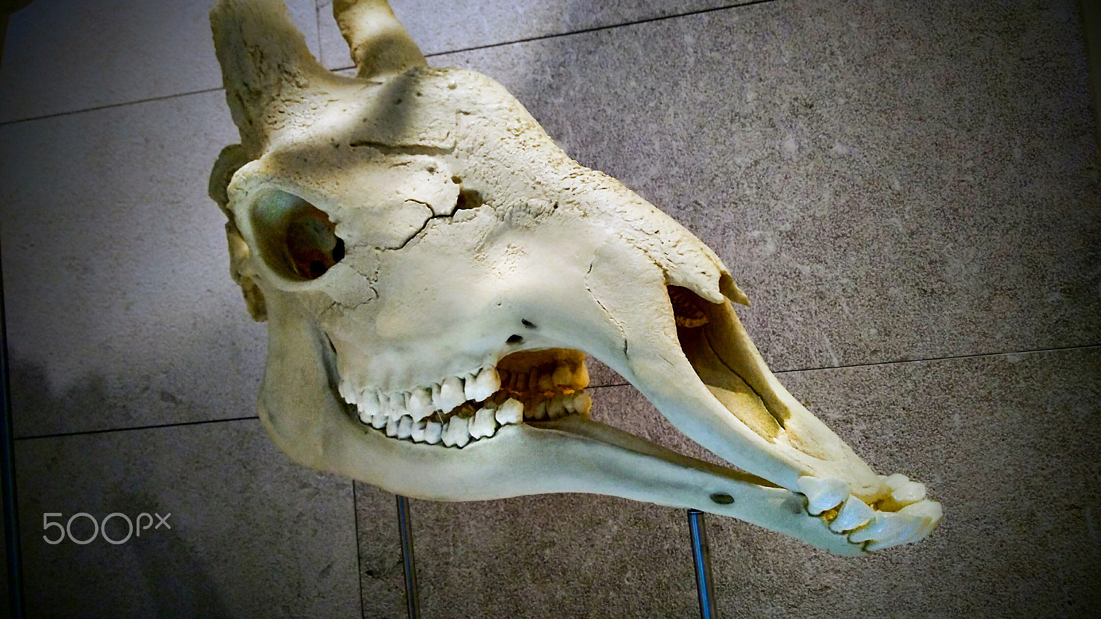 Motorola Moto G Play sample photo. Crânio girafa photography