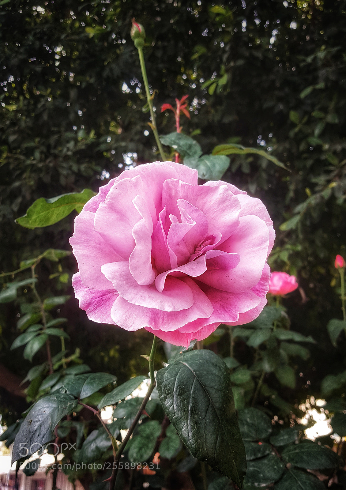 Samsung Galaxy Note5 sample photo. Untitled photography