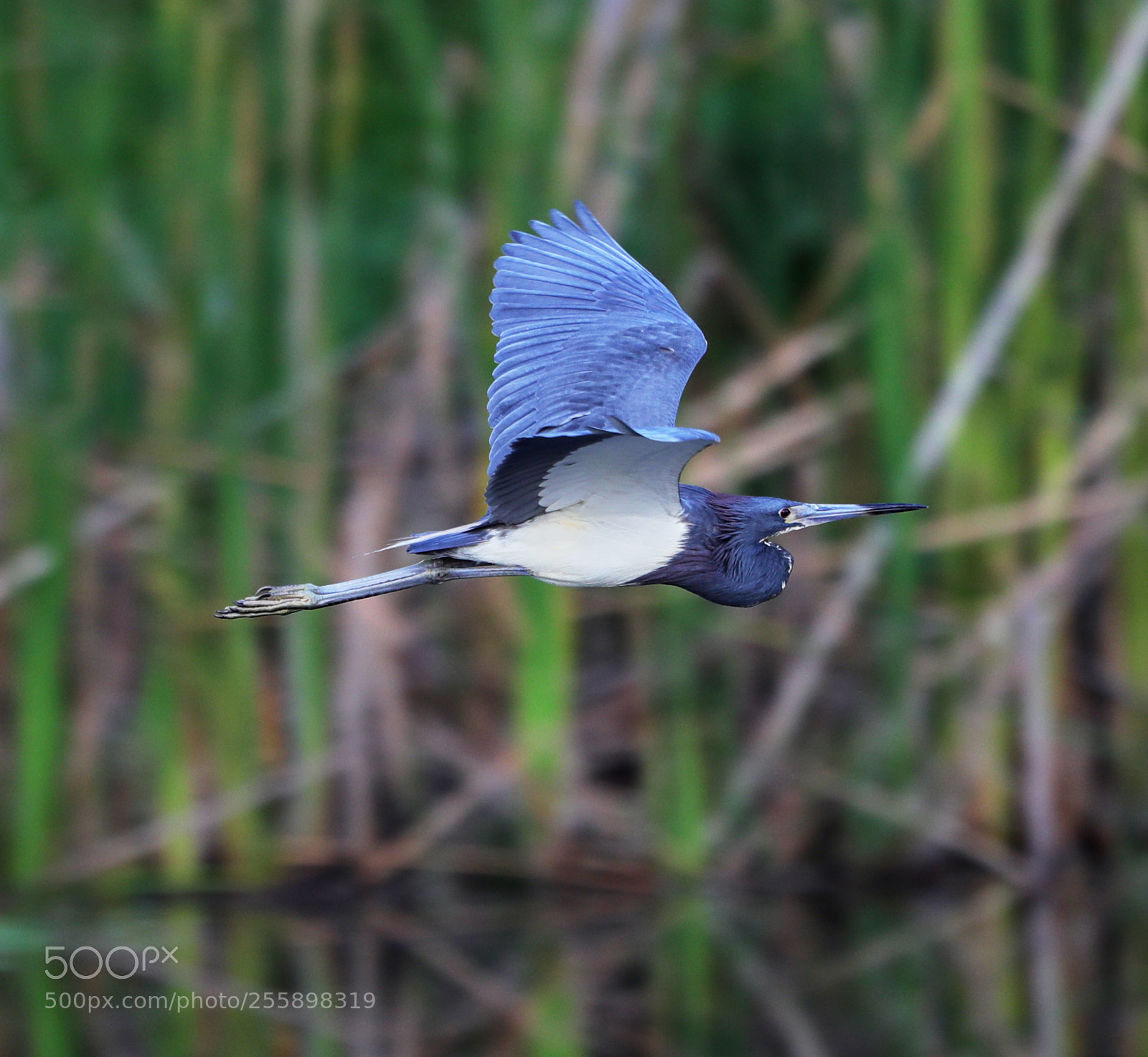 Canon EOS-1D X Mark II sample photo. 04-30-18-0015311.jpg photography