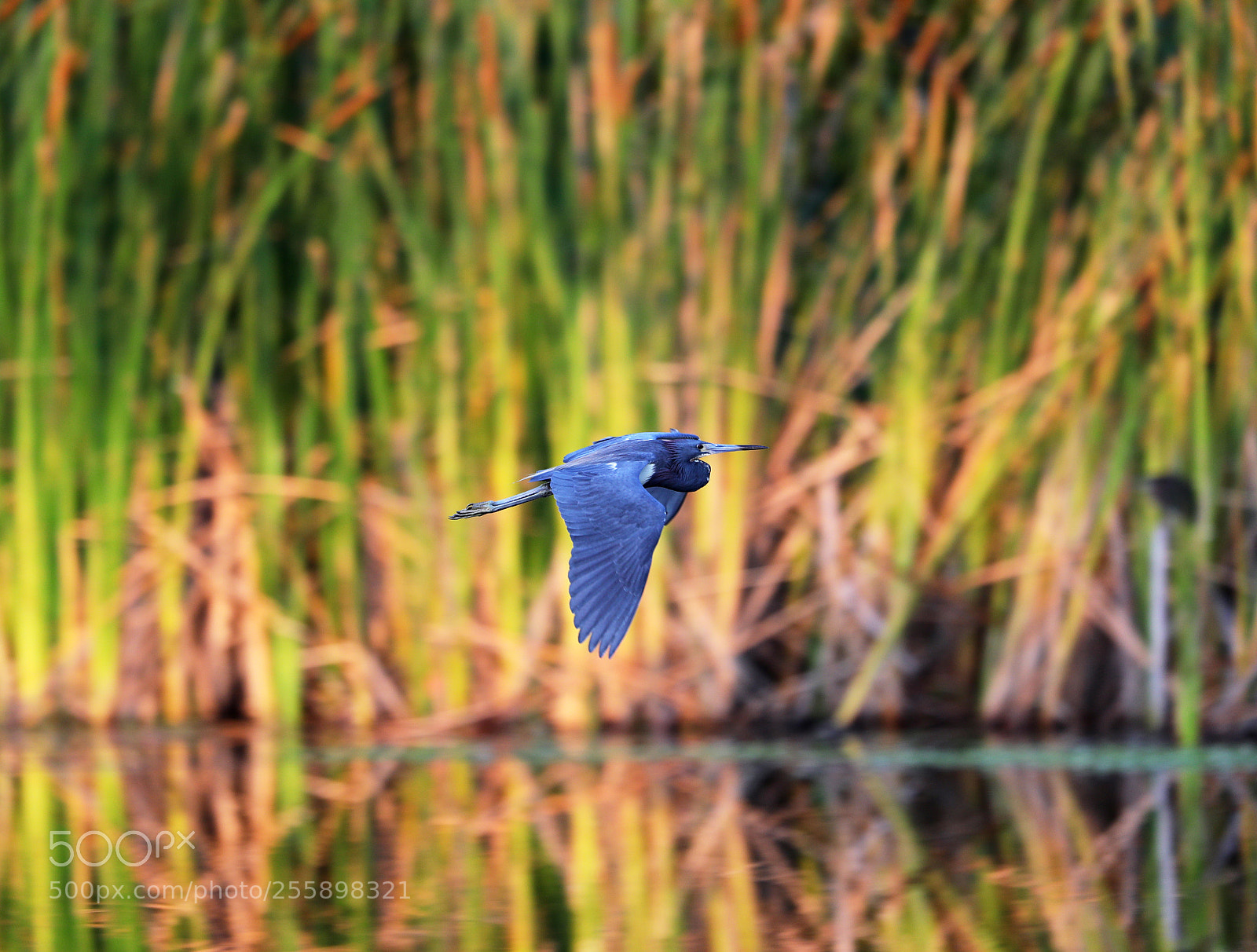 Canon EOS-1D X Mark II sample photo. 04-30-18-0015316 1.jpg photography
