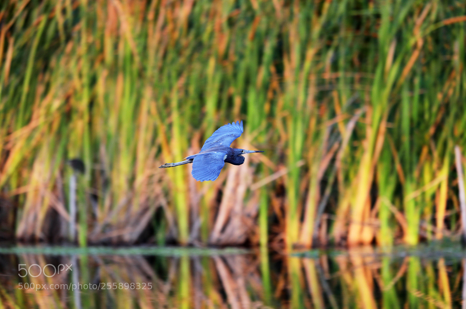 Canon EOS-1D X Mark II sample photo. 04-30-18-0015315 1.jpg photography