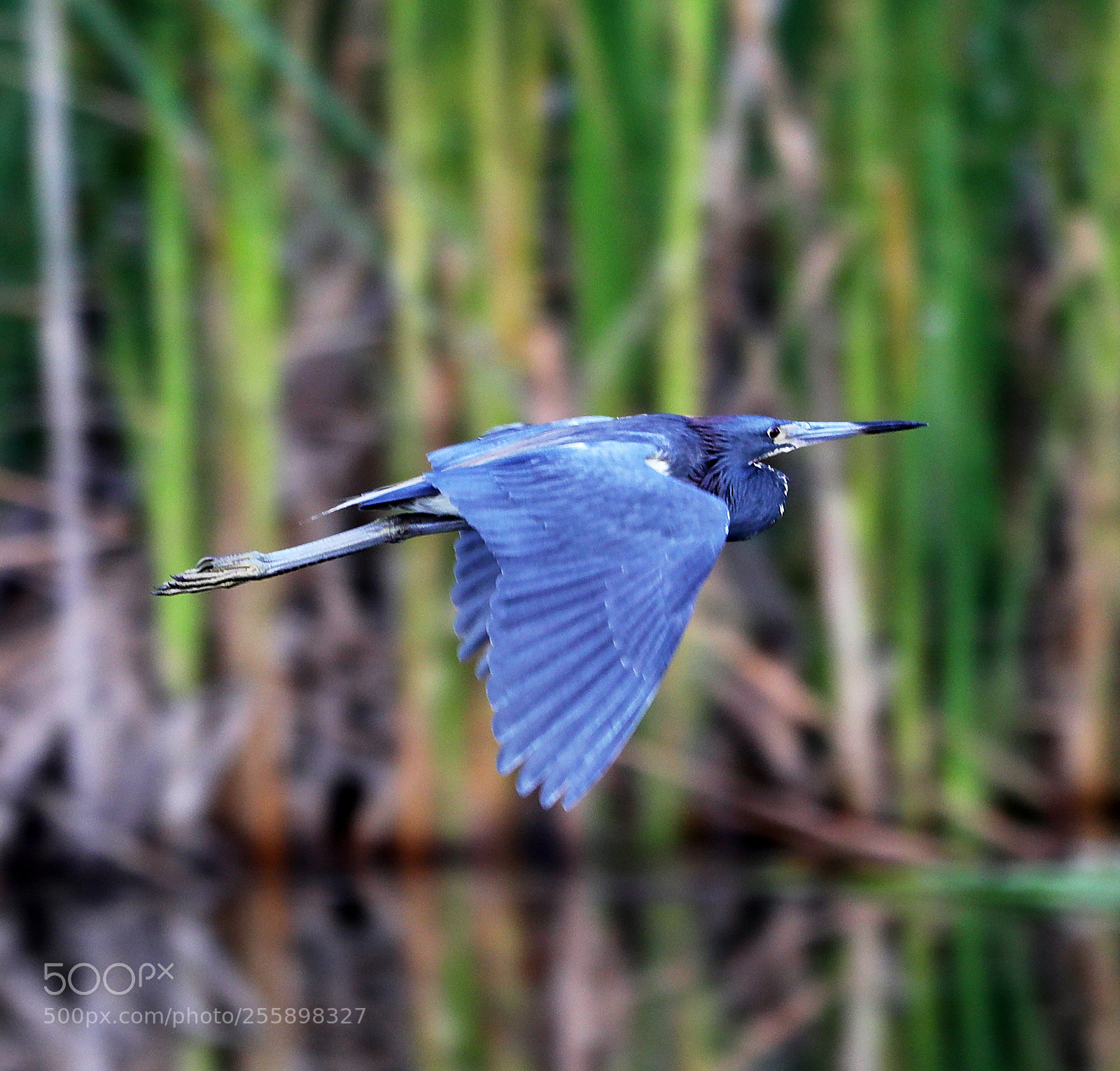 Canon EOS-1D X Mark II sample photo. 04-30-18-0015310.jpg photography