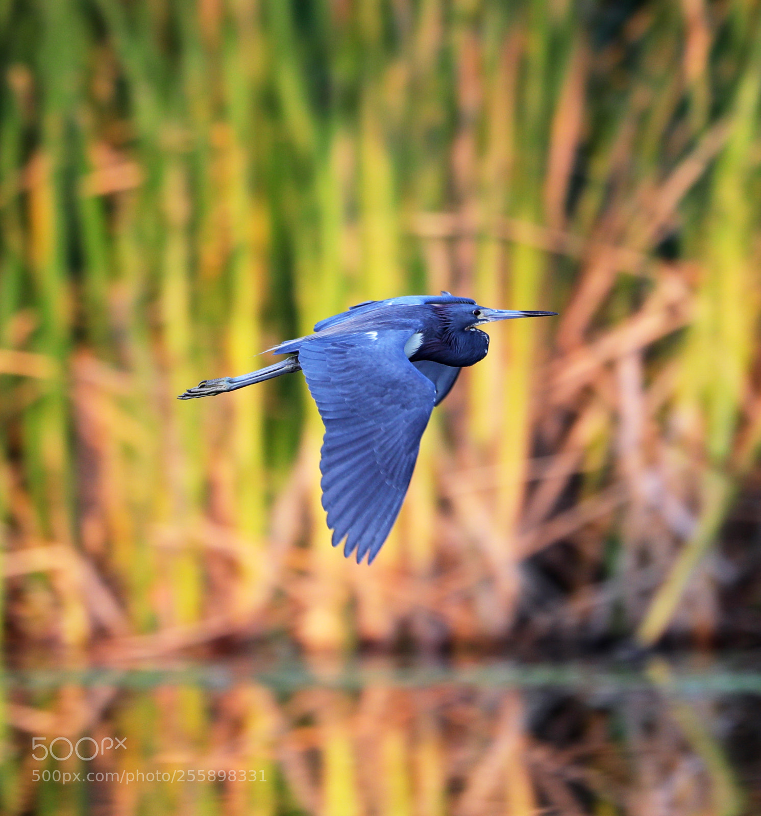 Canon EOS-1D X Mark II sample photo. 04-30-18-0015316.jpg photography