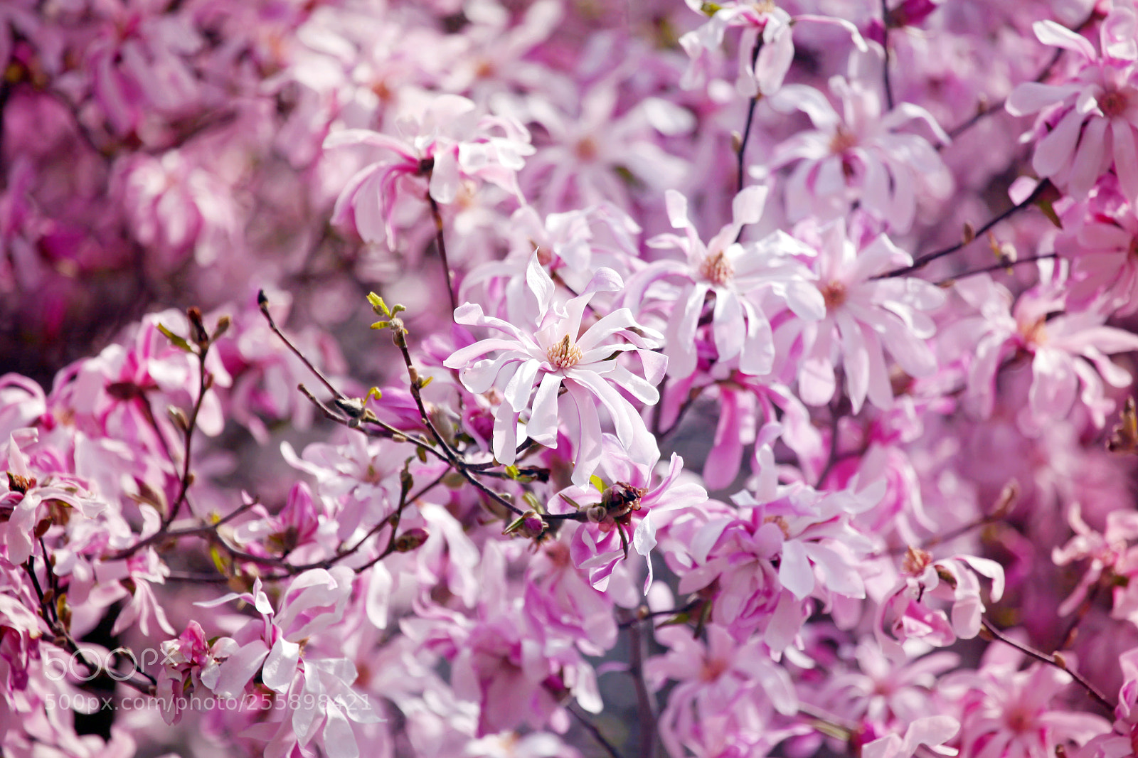 Canon EOS 5D Mark II sample photo. Magnolia photography