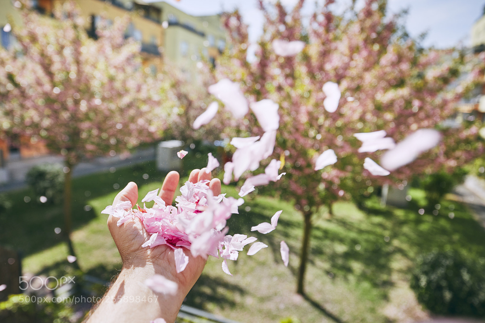 Canon EOS 5D Mark IV sample photo. Windy spring day photography
