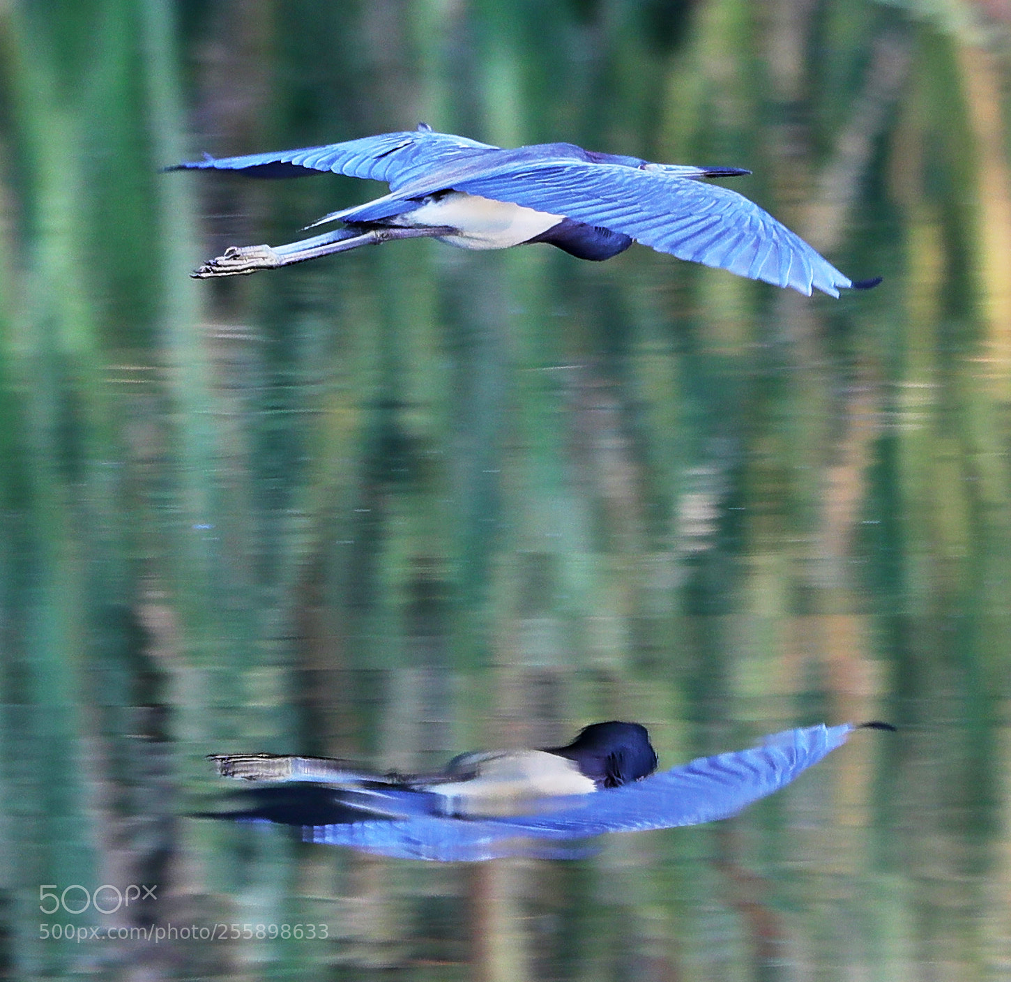 Canon EOS-1D X Mark II sample photo. 04-30-18-0015309.jpg photography