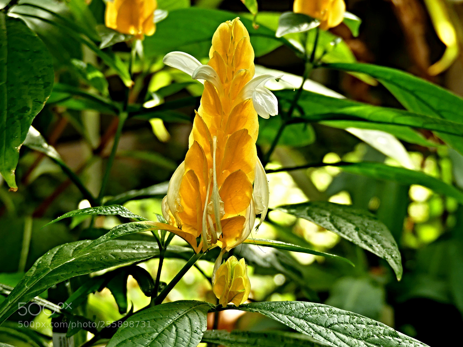Panasonic Lumix DMC-FZ300 sample photo. Exotic photography