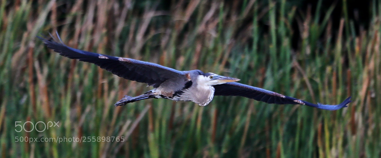 Canon EOS-1D X Mark II sample photo. 04-30-18-0015304.jpg photography