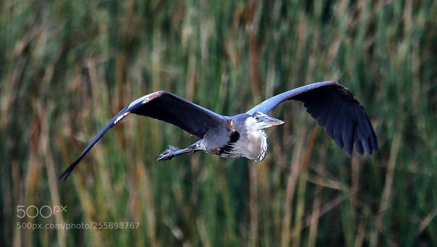 Canon EOS-1D X Mark II sample photo. 04-30-18-0015305.jpg photography