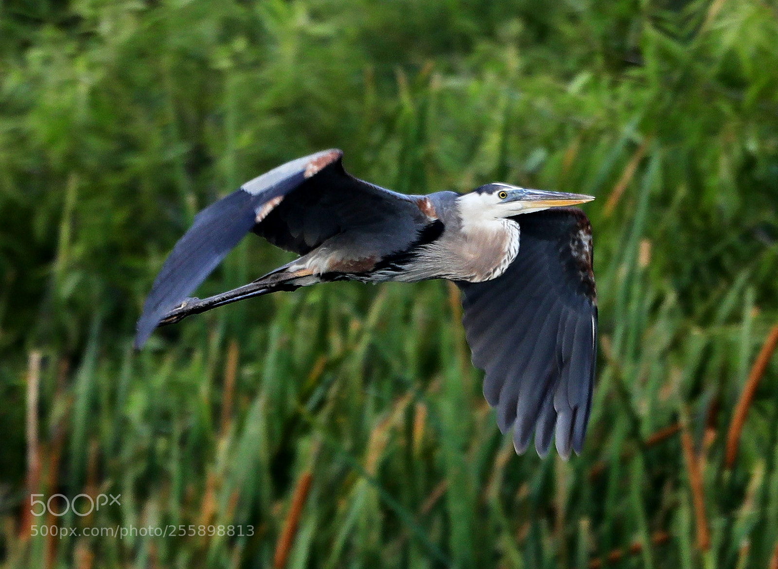 Canon EOS-1D X Mark II sample photo. 04-30-18-0015303.jpg photography