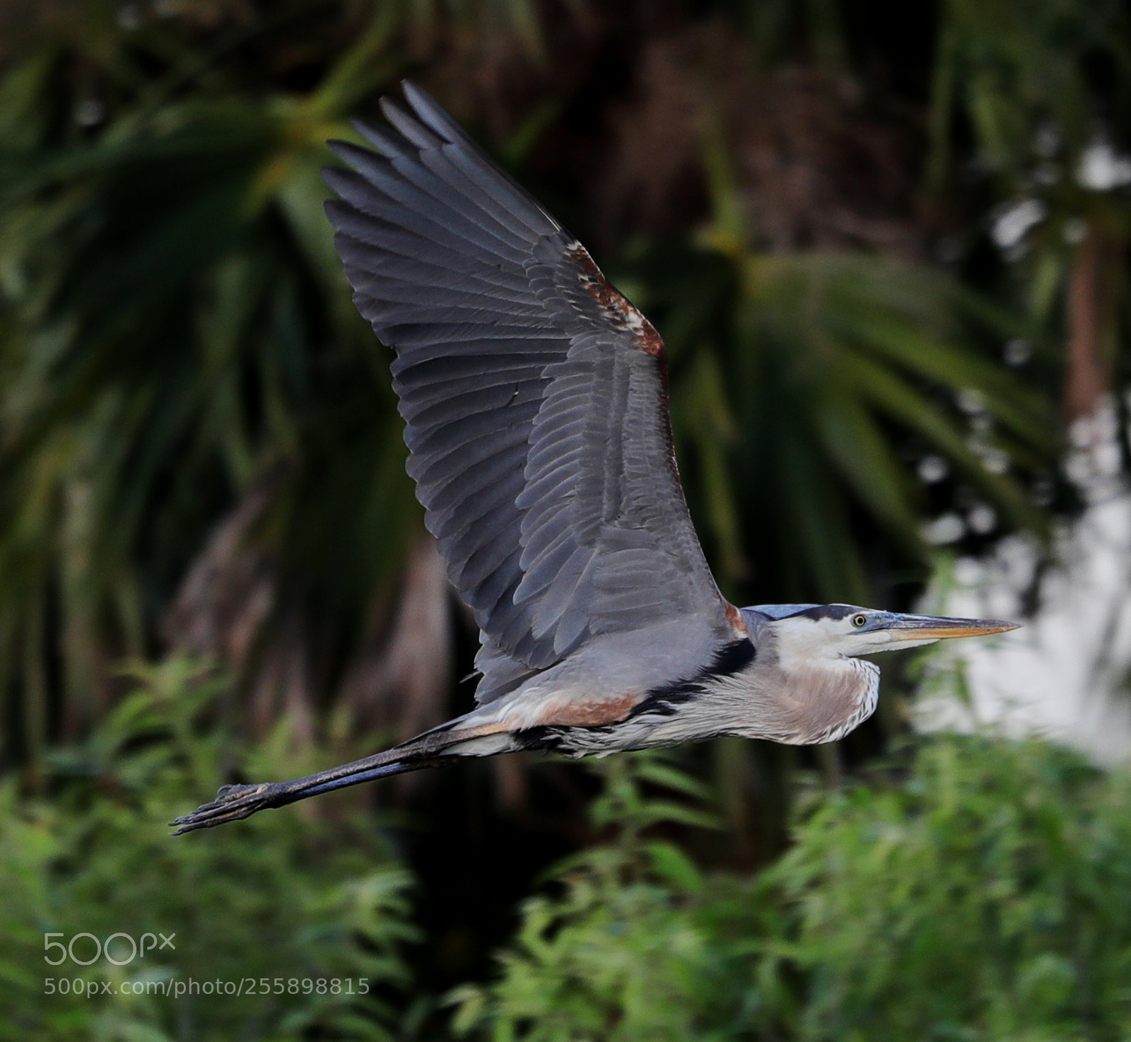 Canon EOS-1D X Mark II sample photo. 04-30-18-0015302.jpg photography