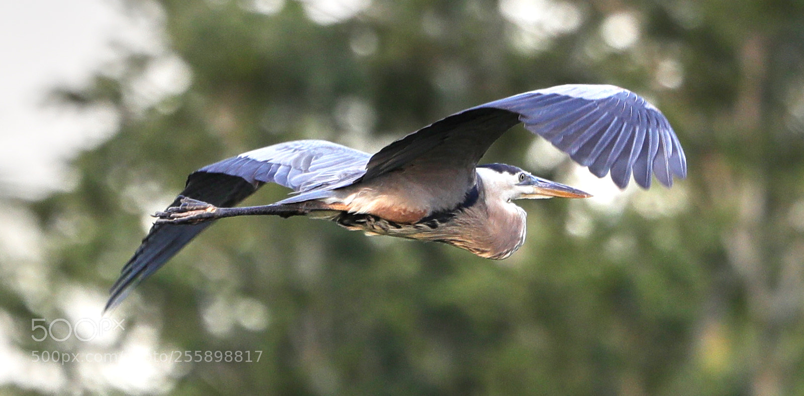 Canon EOS-1D X Mark II sample photo. 04-30-18-0015300.jpg photography