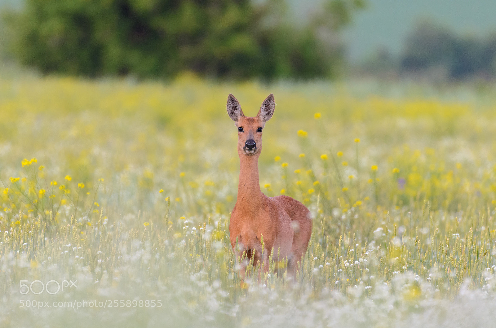 Nikon D7000 sample photo. Roe deer photography