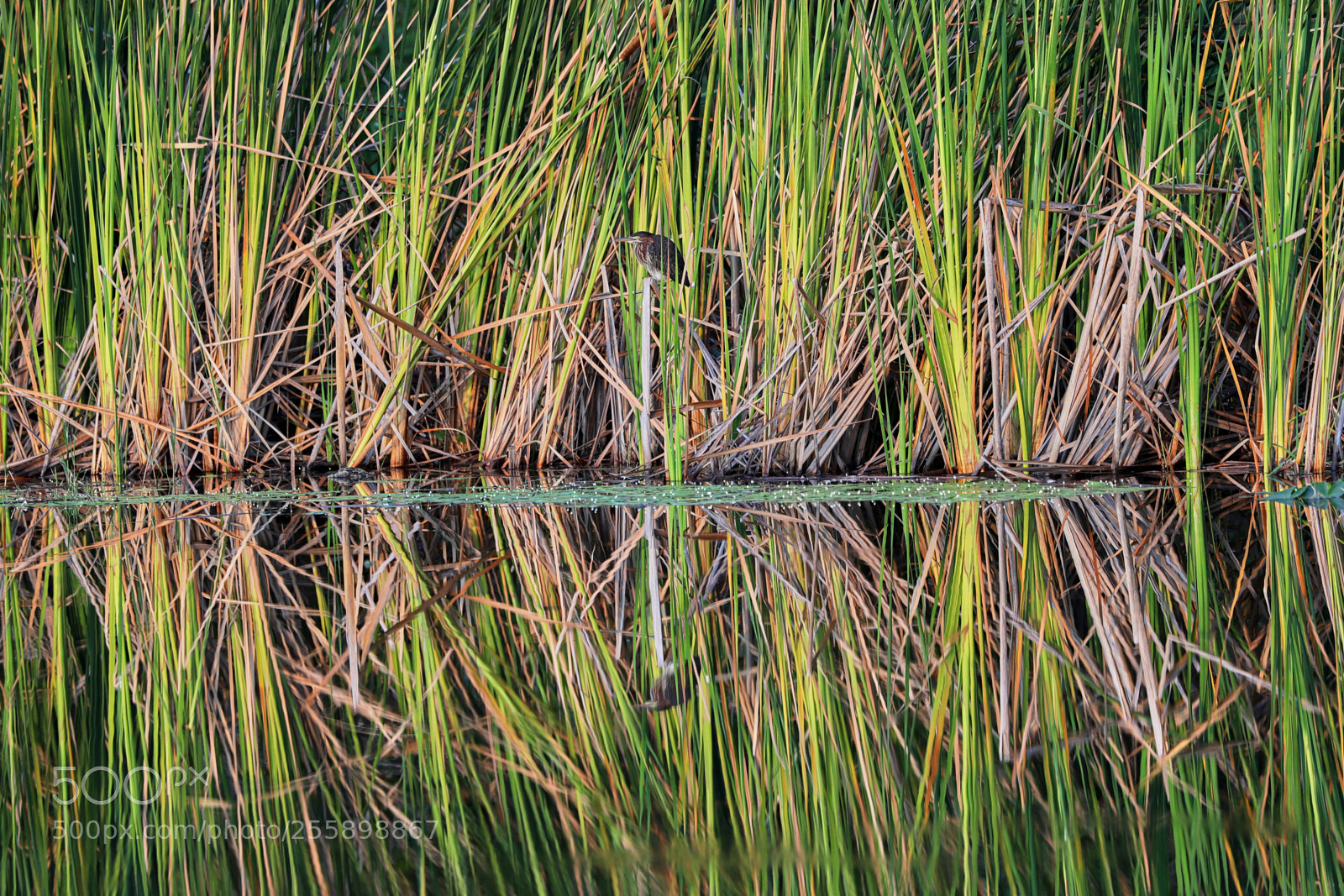 Canon EOS-1D X Mark II sample photo. 04-30-18-0015296.jpg photography