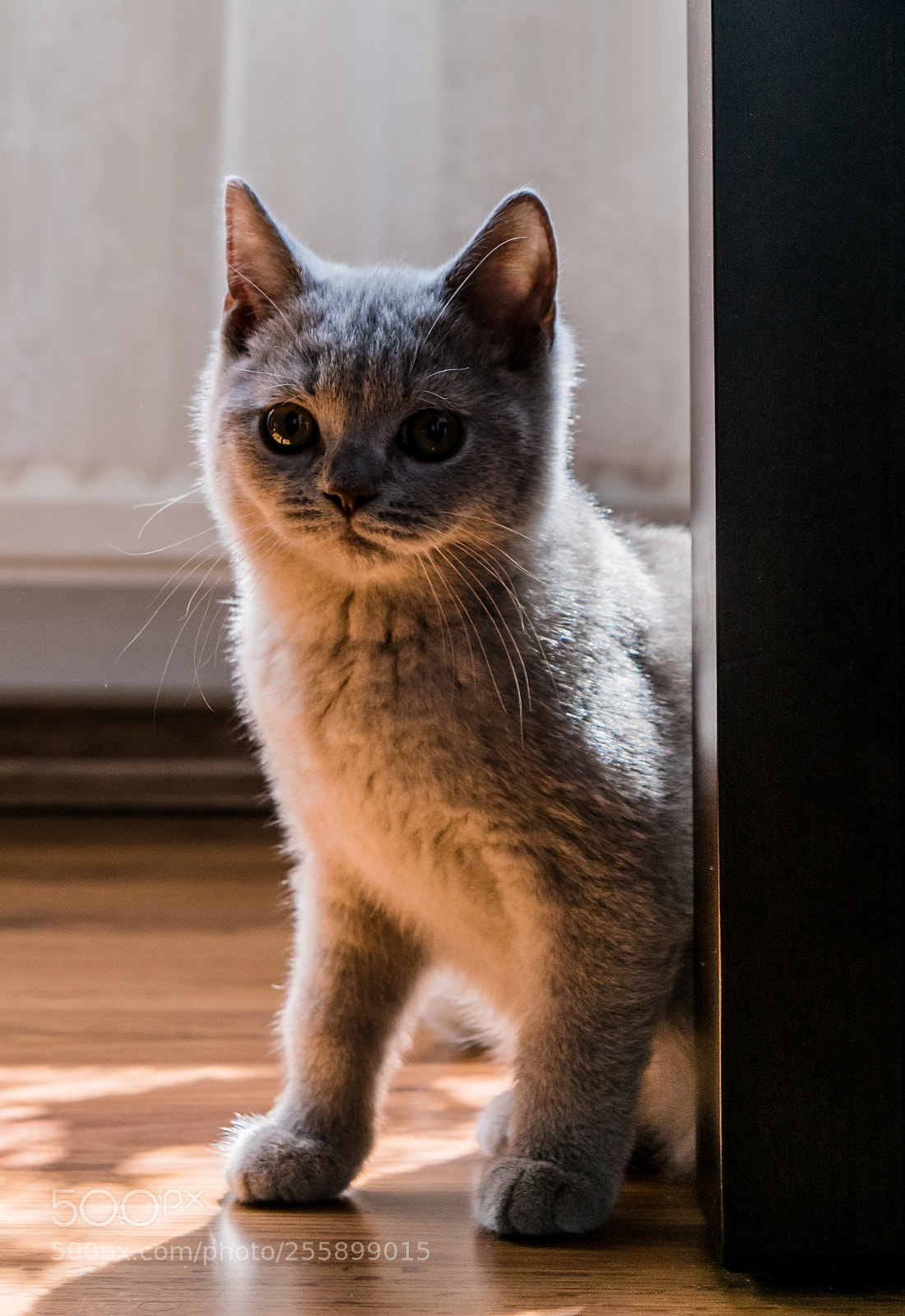 Nikon D5300 sample photo. Czarek photography