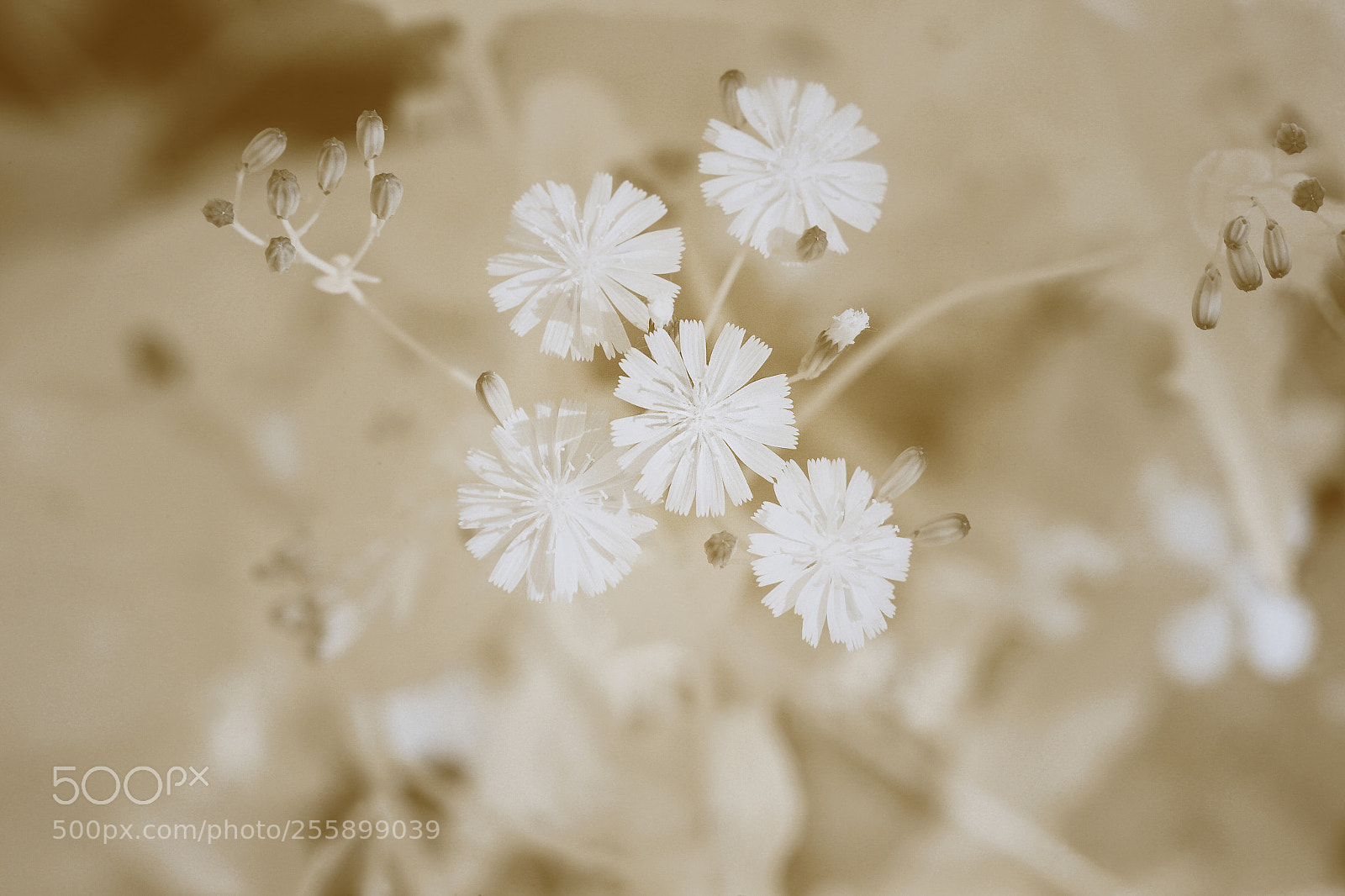 Canon EOS 5D Mark II sample photo. Beauty and speechless photography