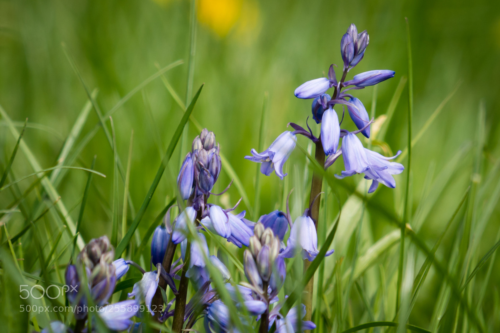 Sony a99 II sample photo. Blue bells photography